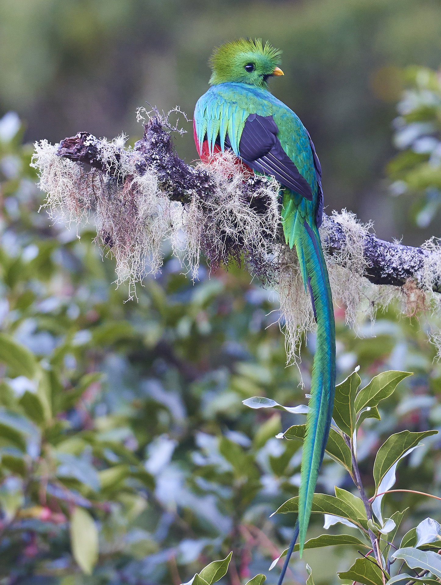 quetzal costarica