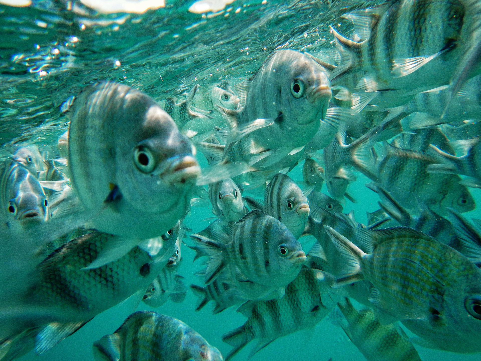 pesci seychelles
