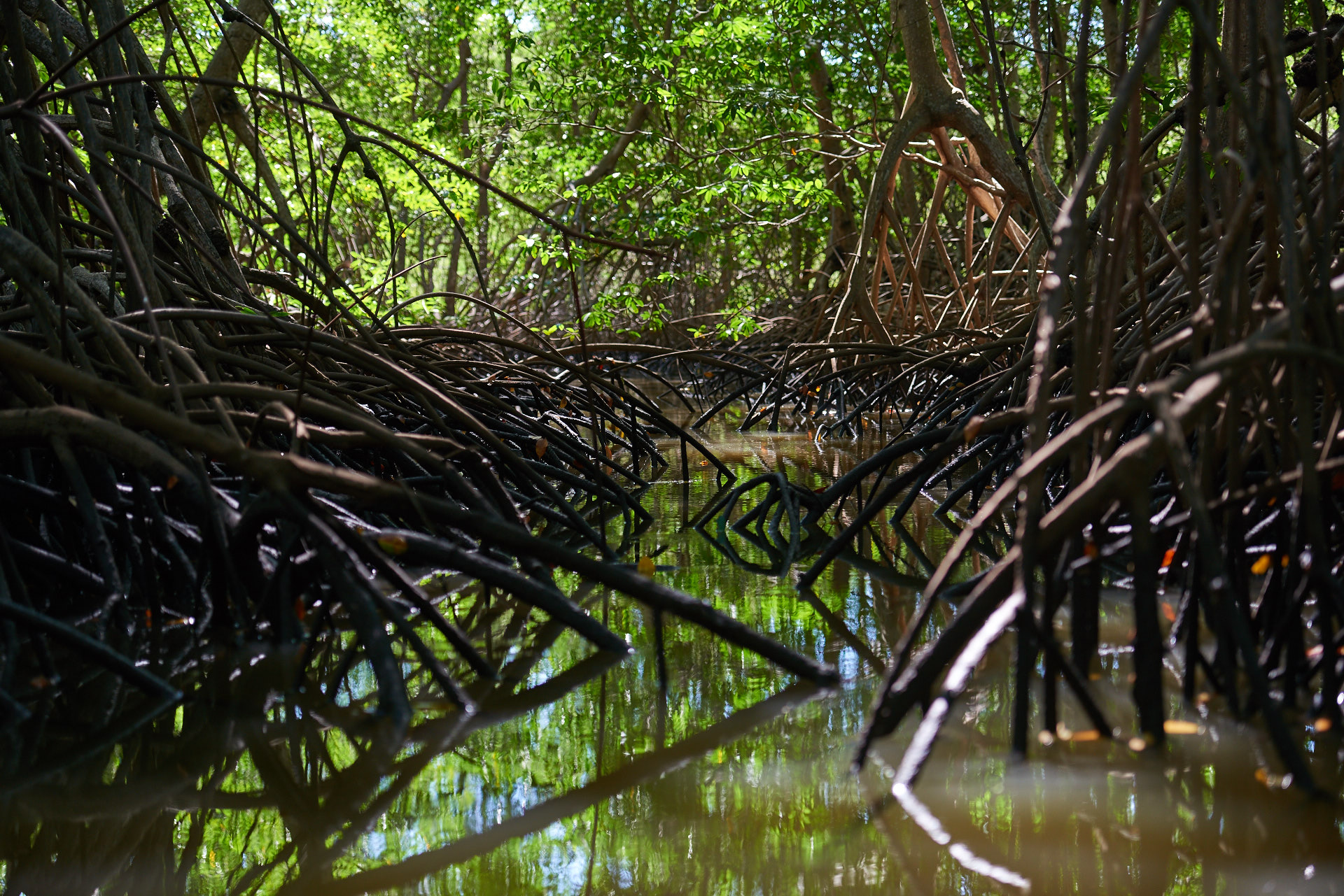 mangrovie a Tamarindo