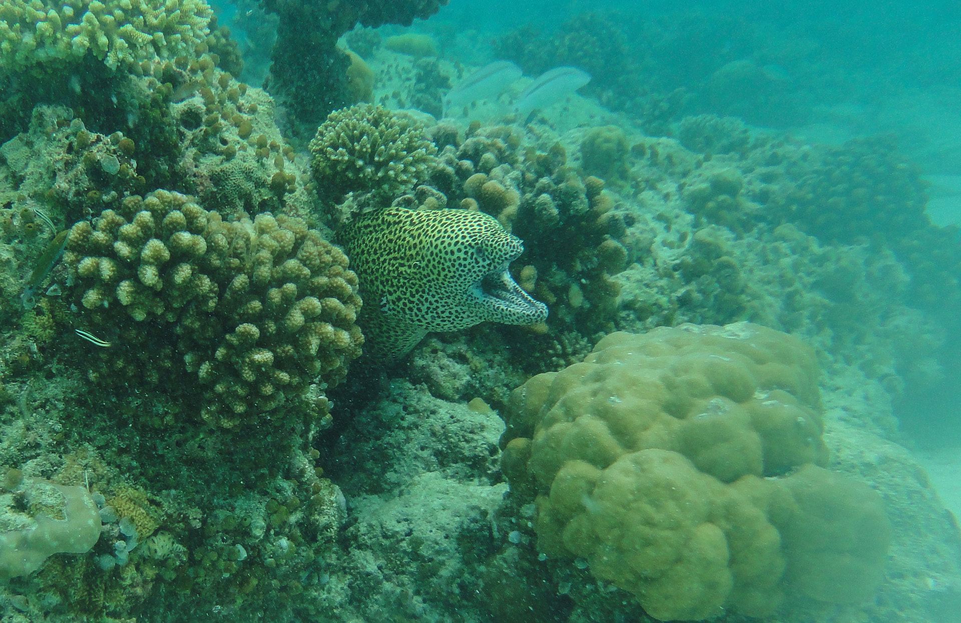murena