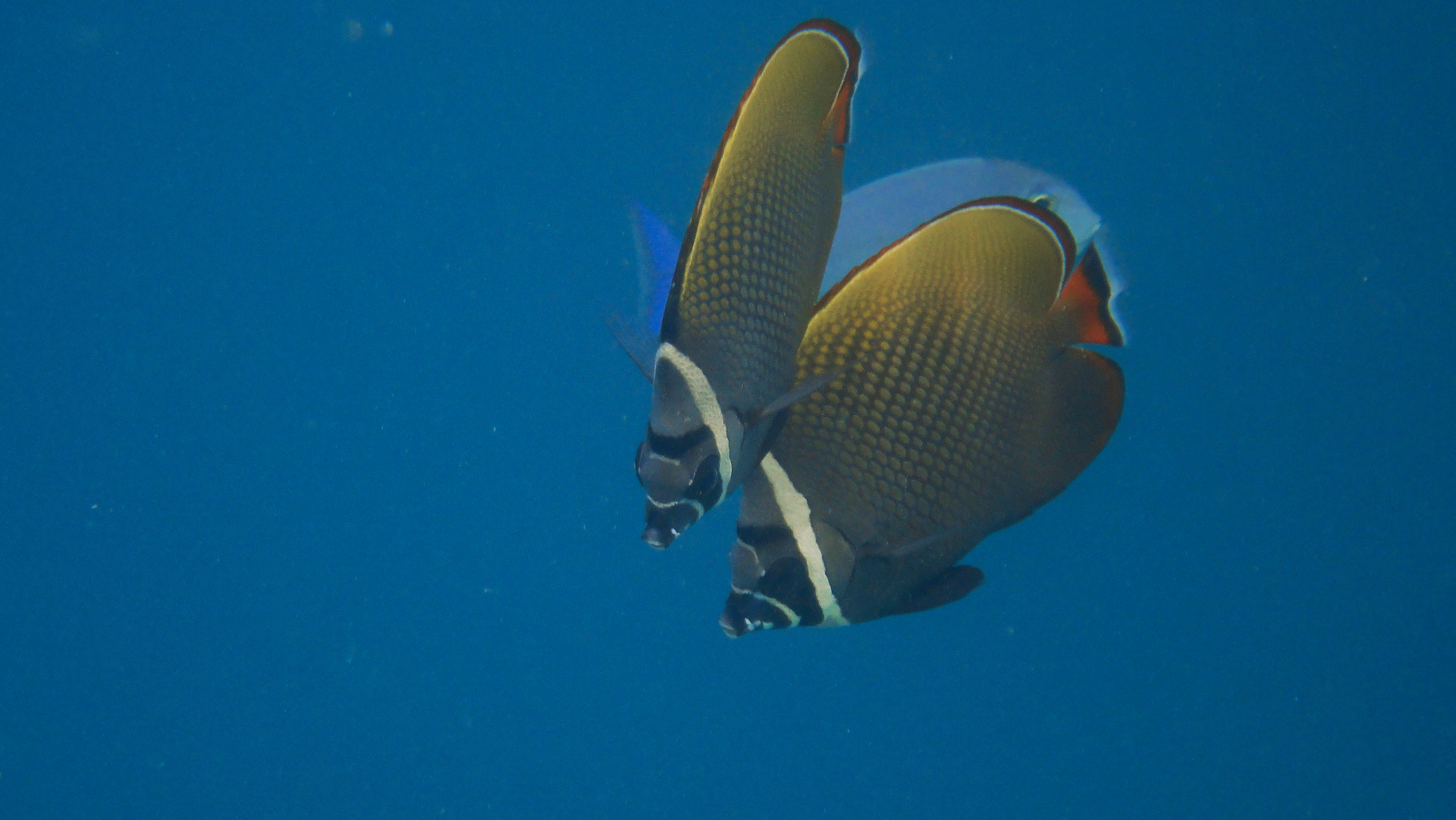nel reef