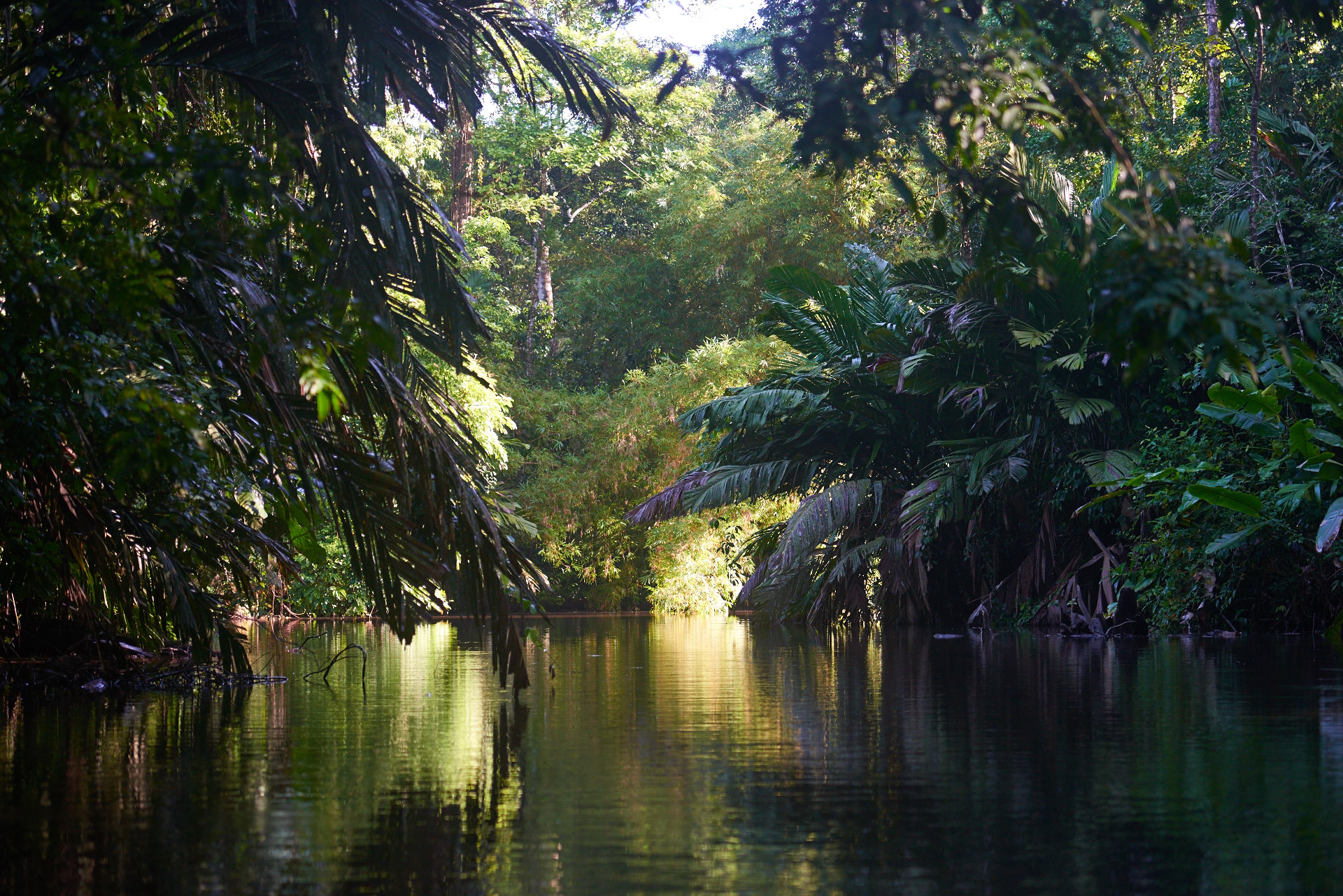 tortuguero