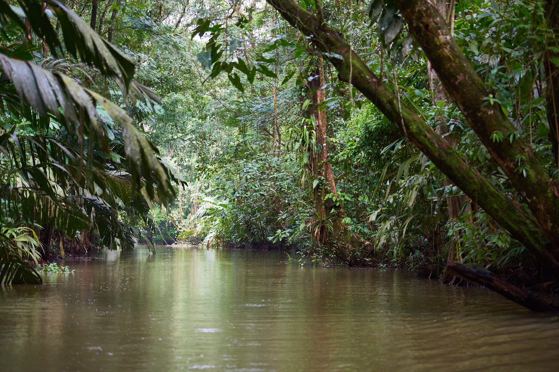 tortuguero