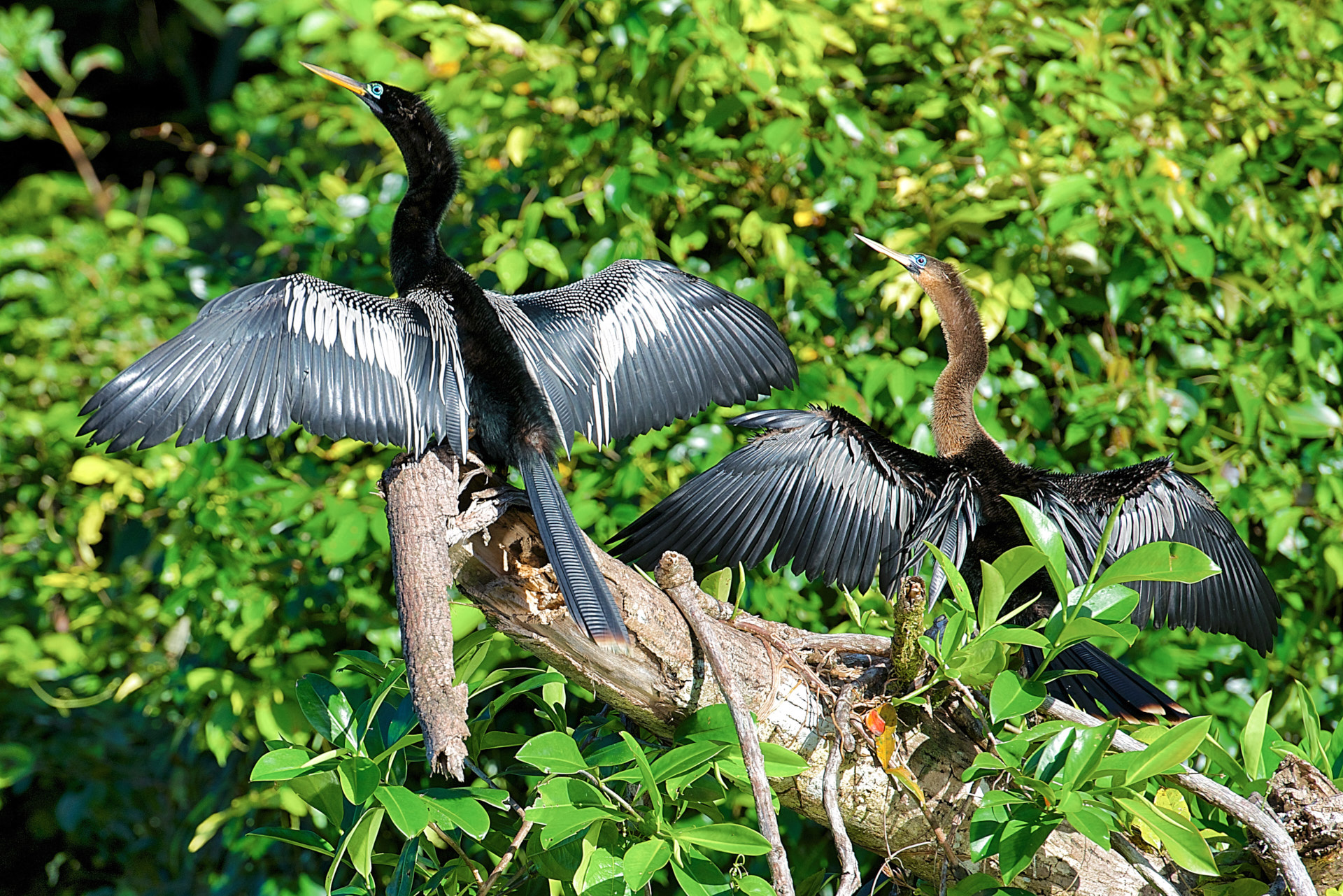 aninga al tortuguero