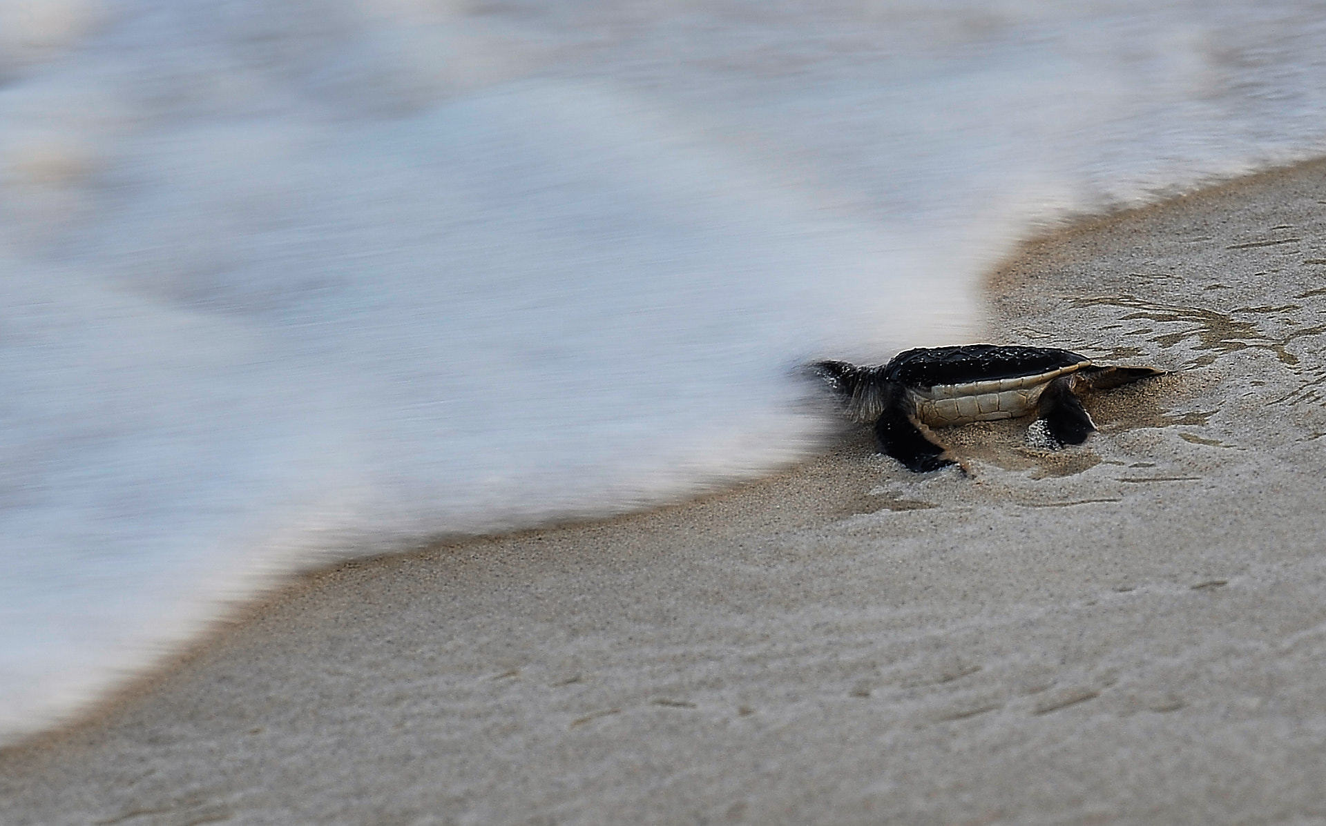 caretta caretta