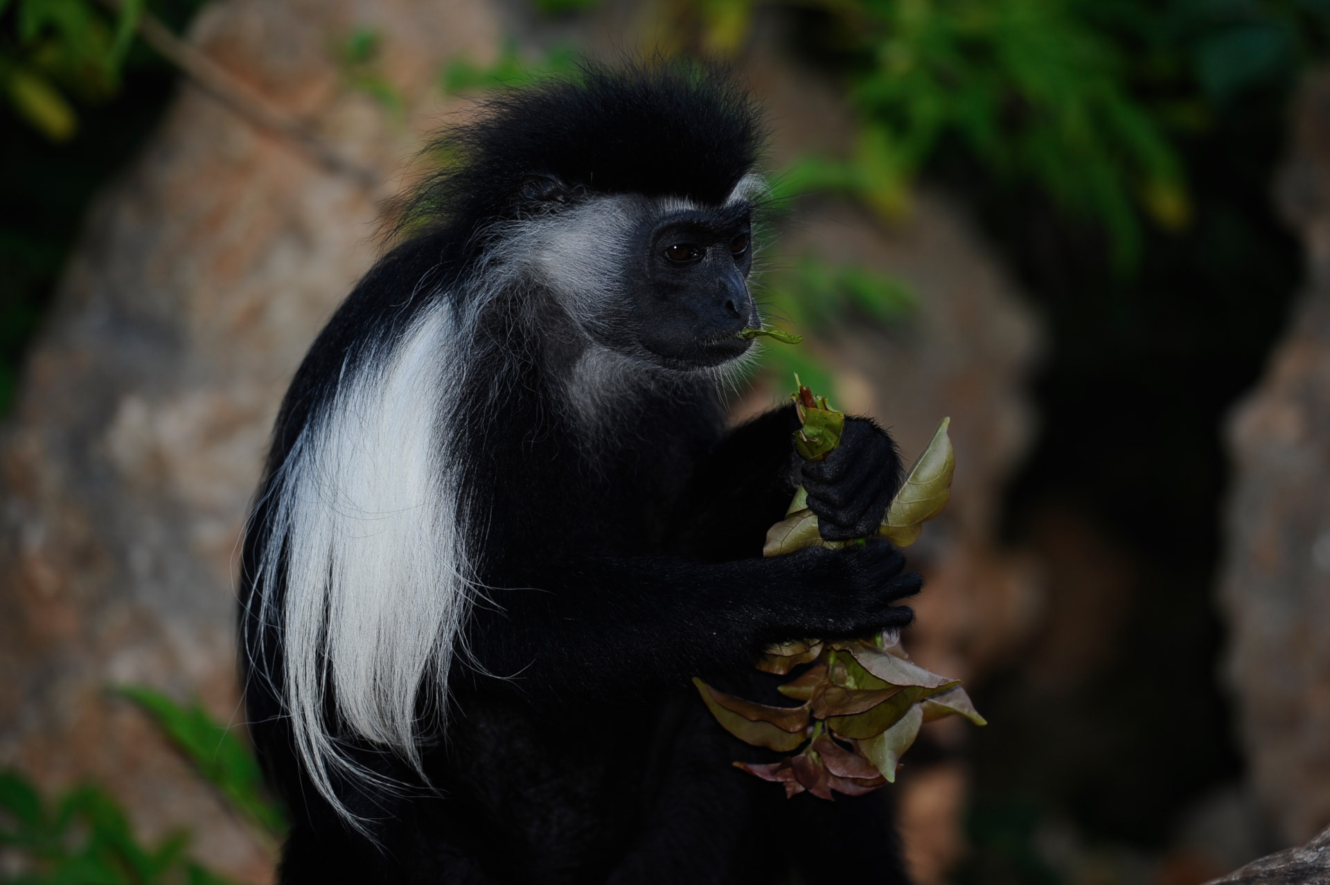 colobo