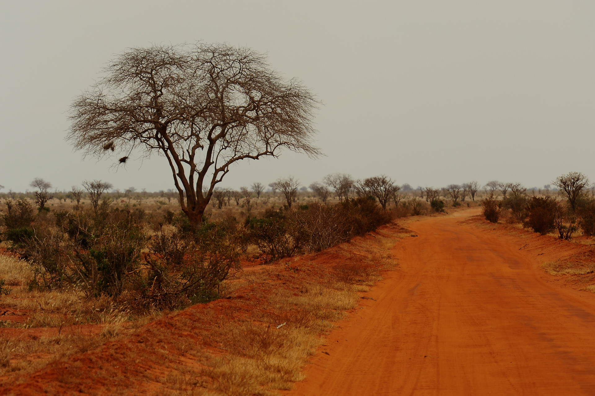 sentieri nel tsavo