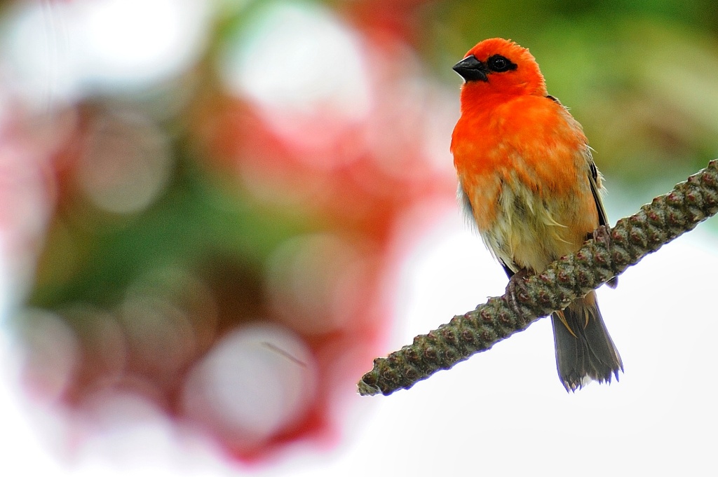 Rosso
