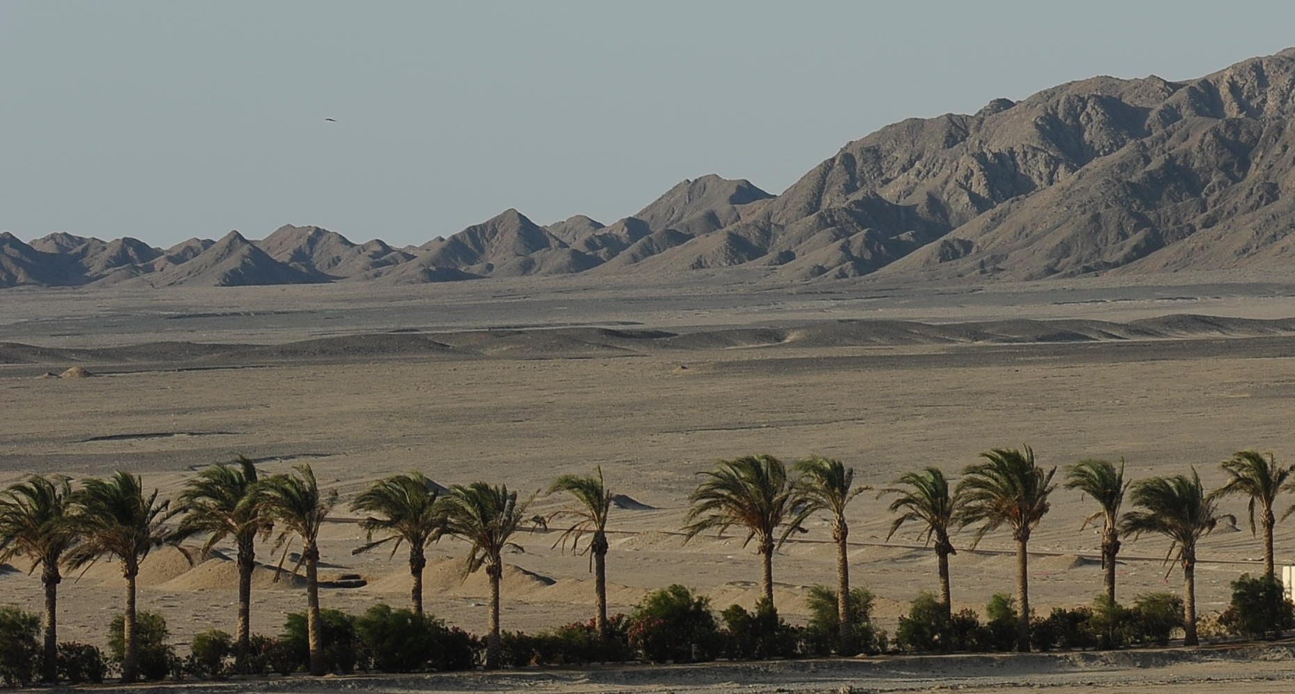 berenice deserto