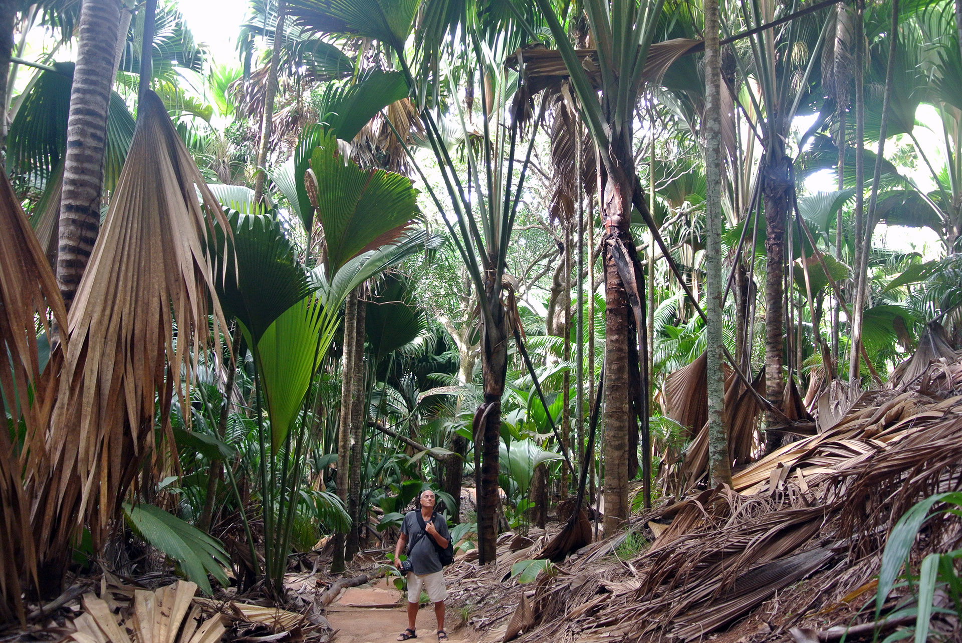 coco de mai