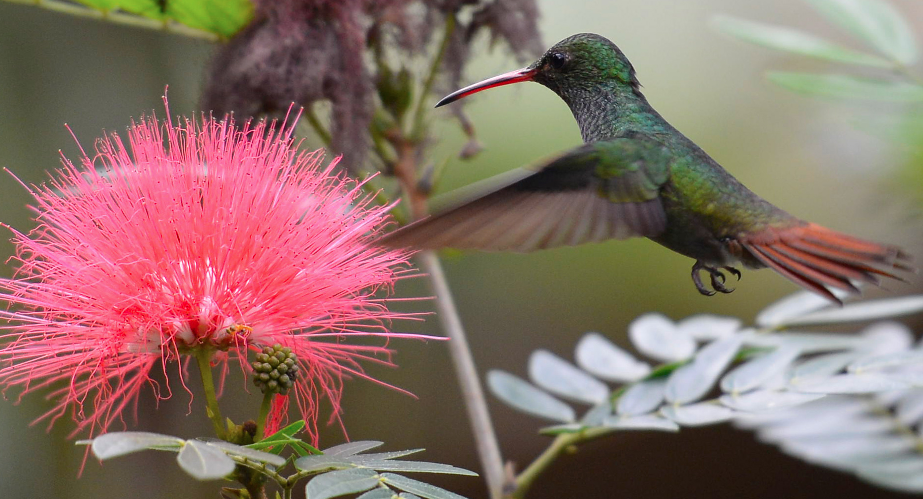 colibri selva verde