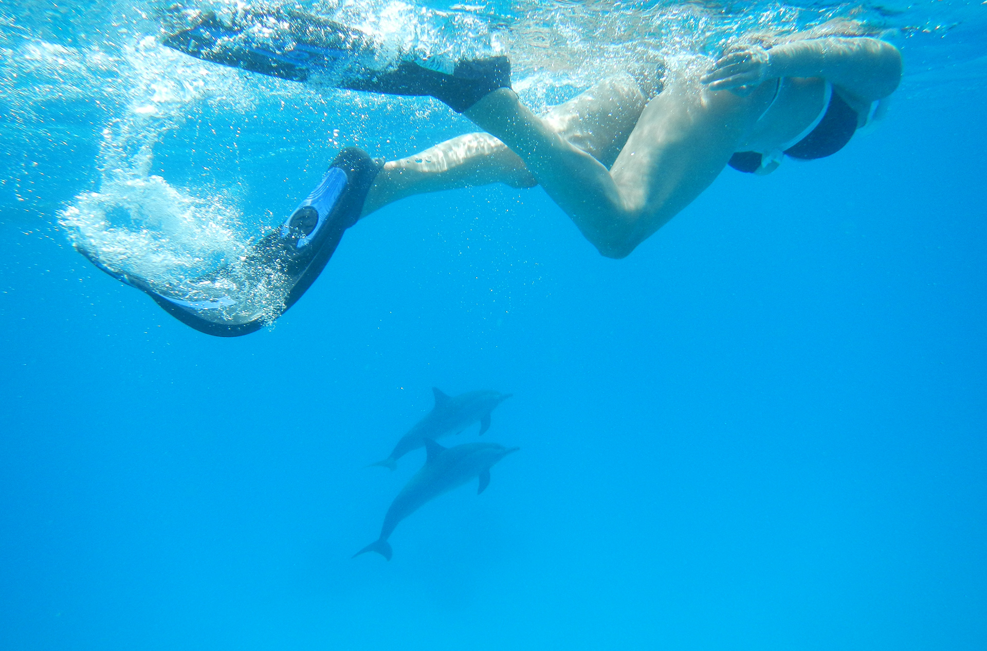 delfini