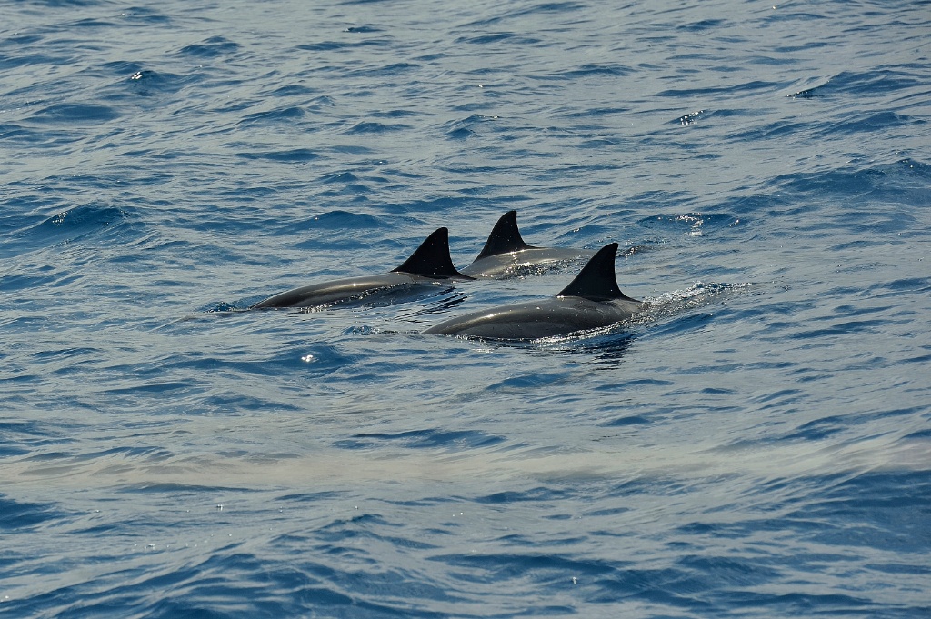 delfini