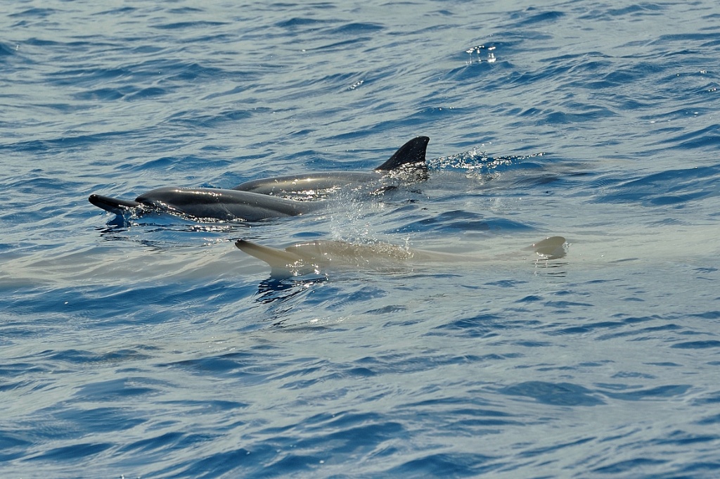delfini