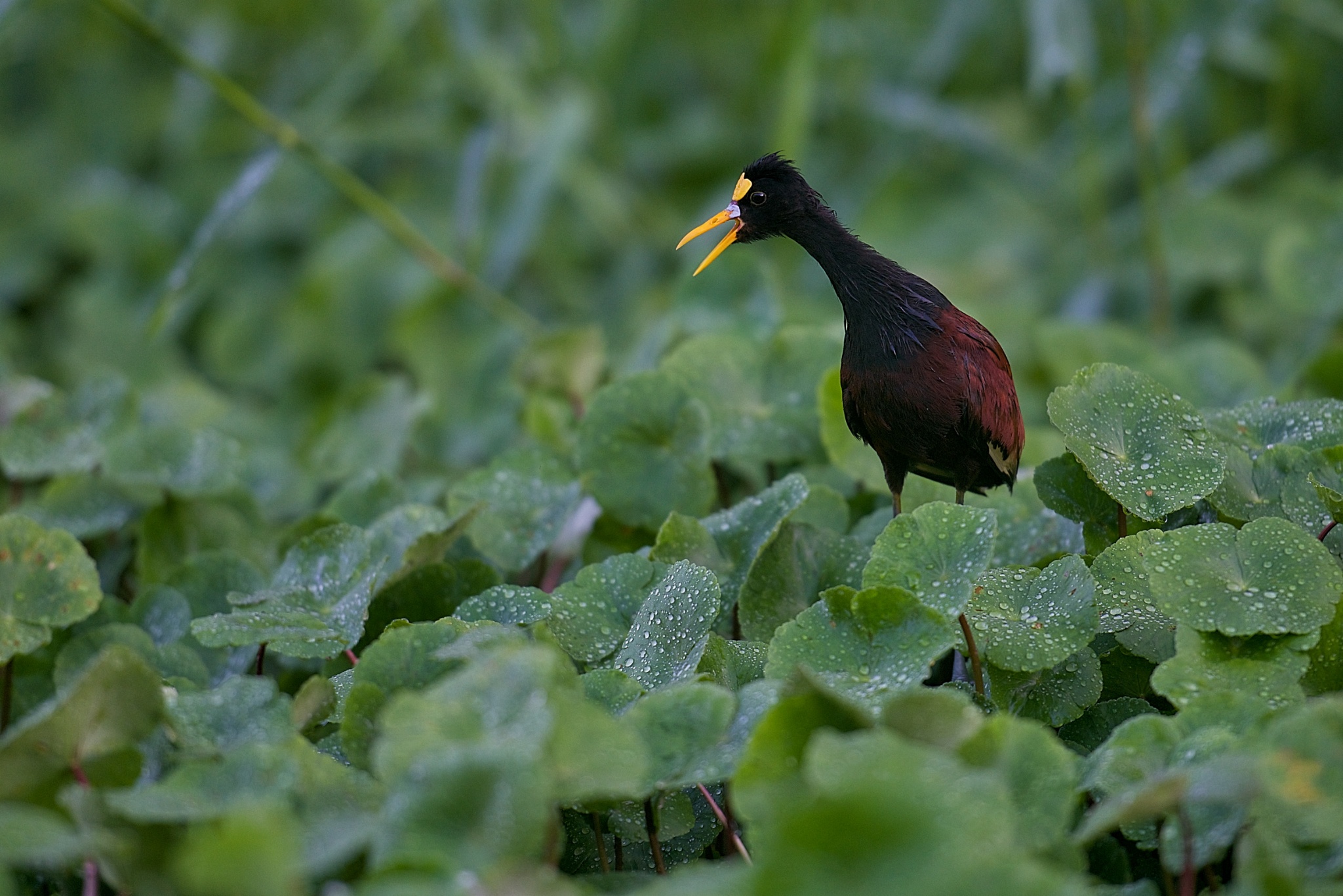 Jacana femminista