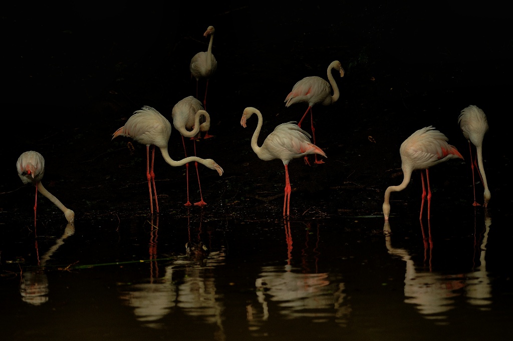 fenicotteri