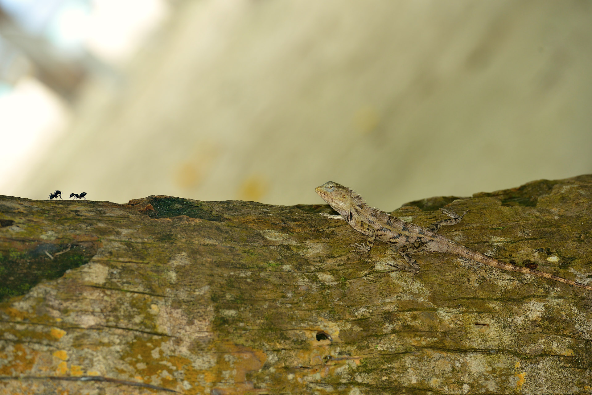iguana e formiche