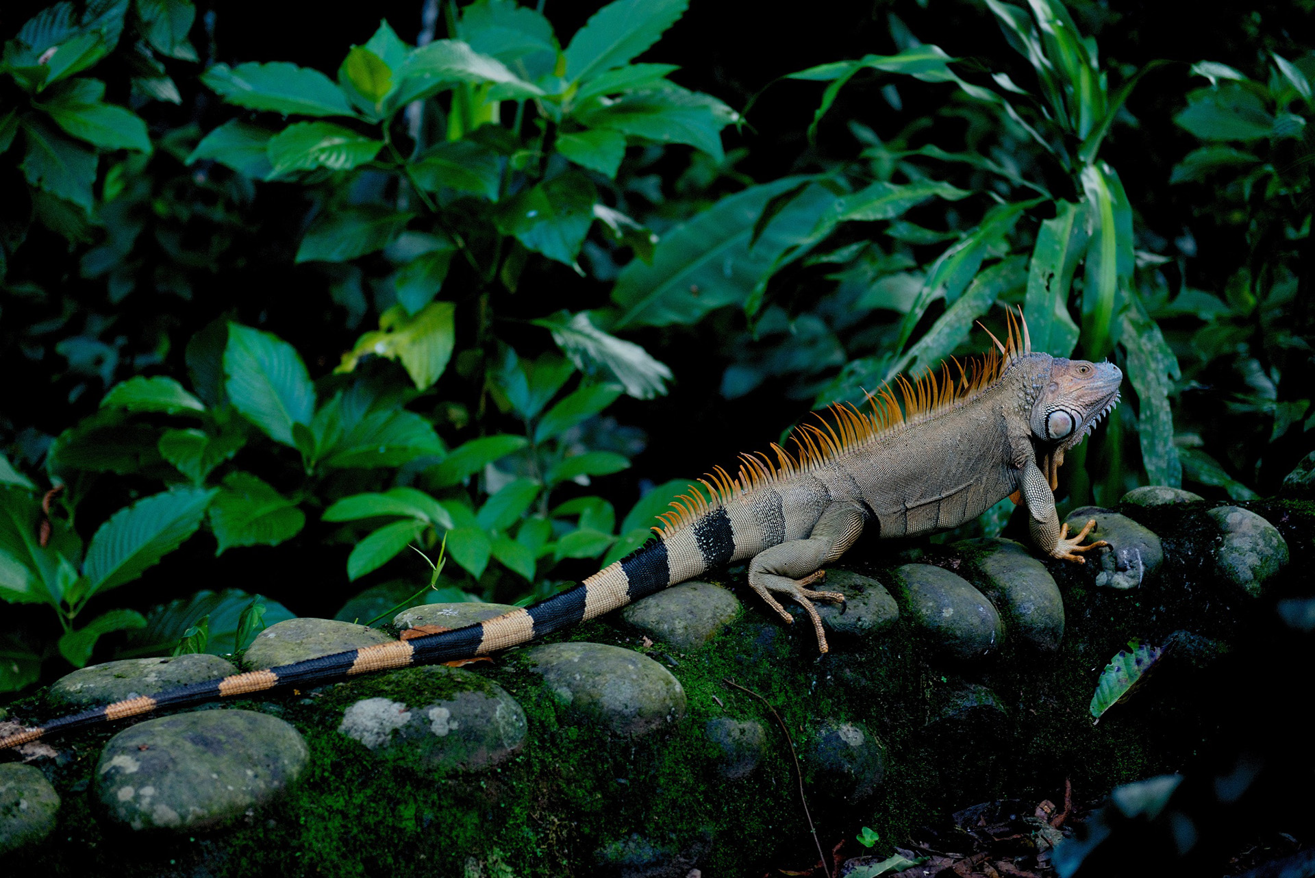 iguana selva verde