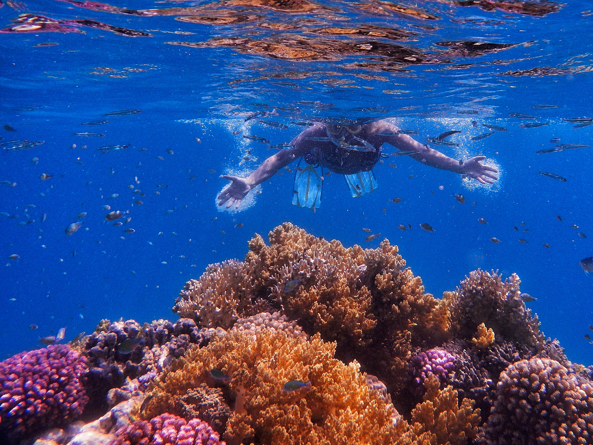 coralli del mar rosso