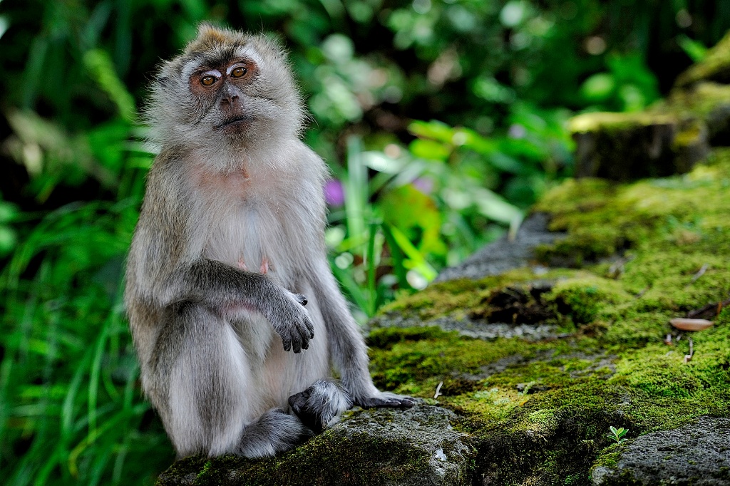 macaco
