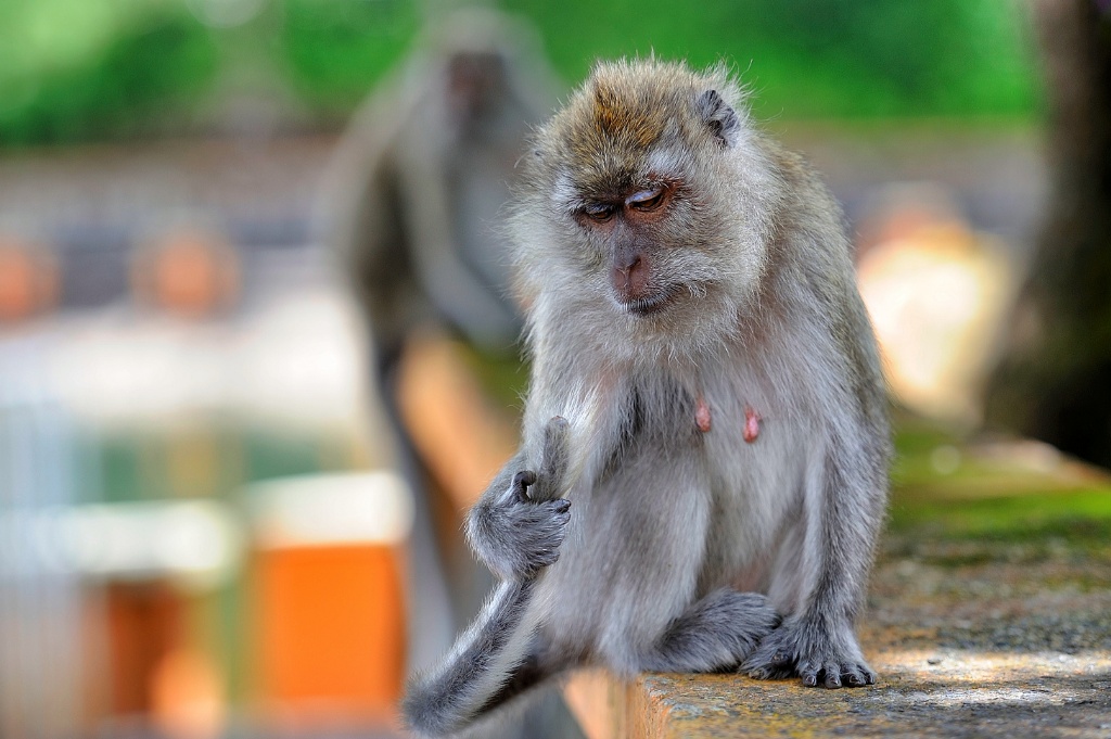 macaco