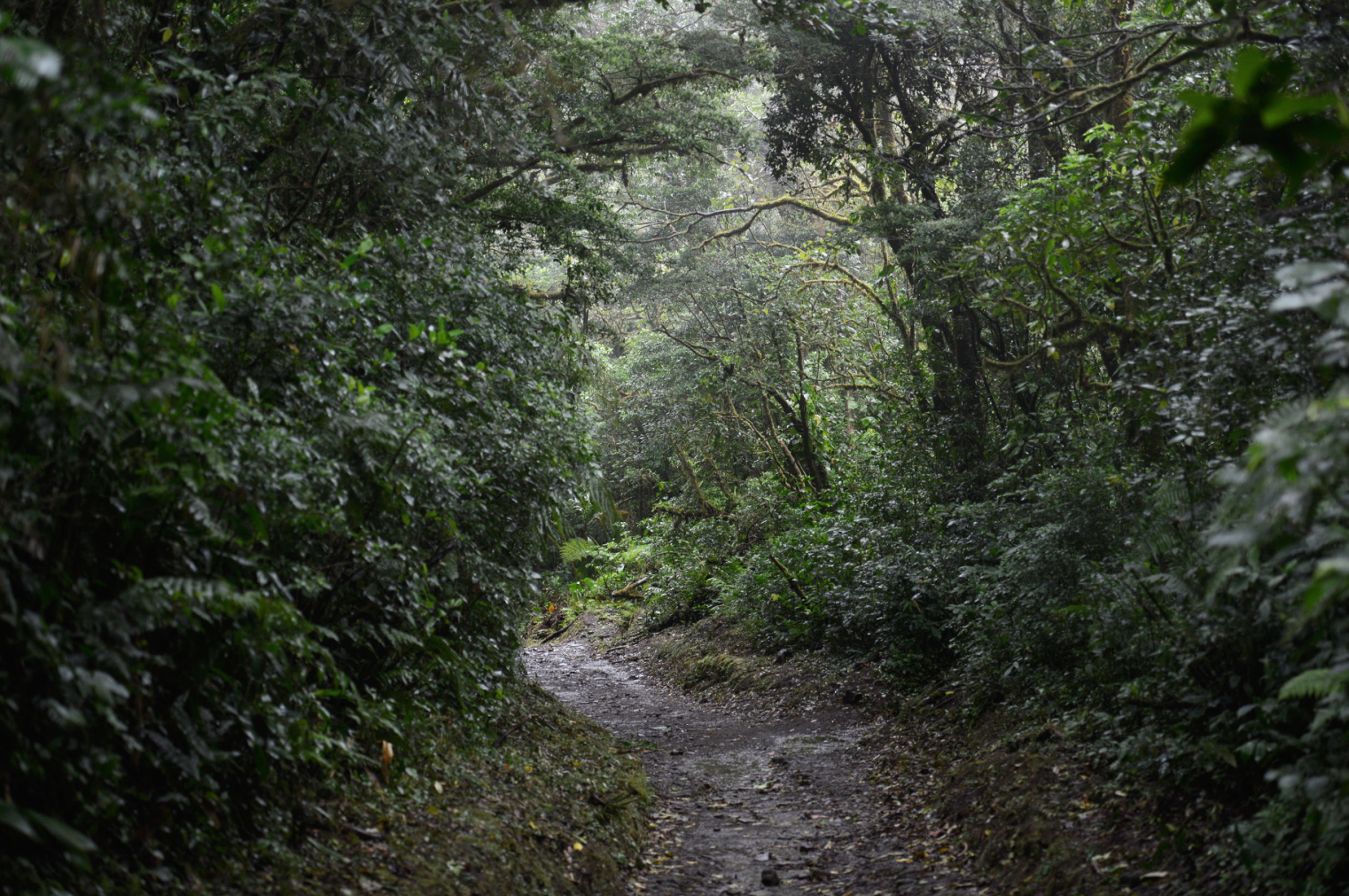 monteverde