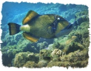 pescebalestra