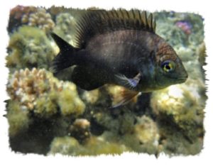 pescedonzella