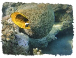 pescefarfalla