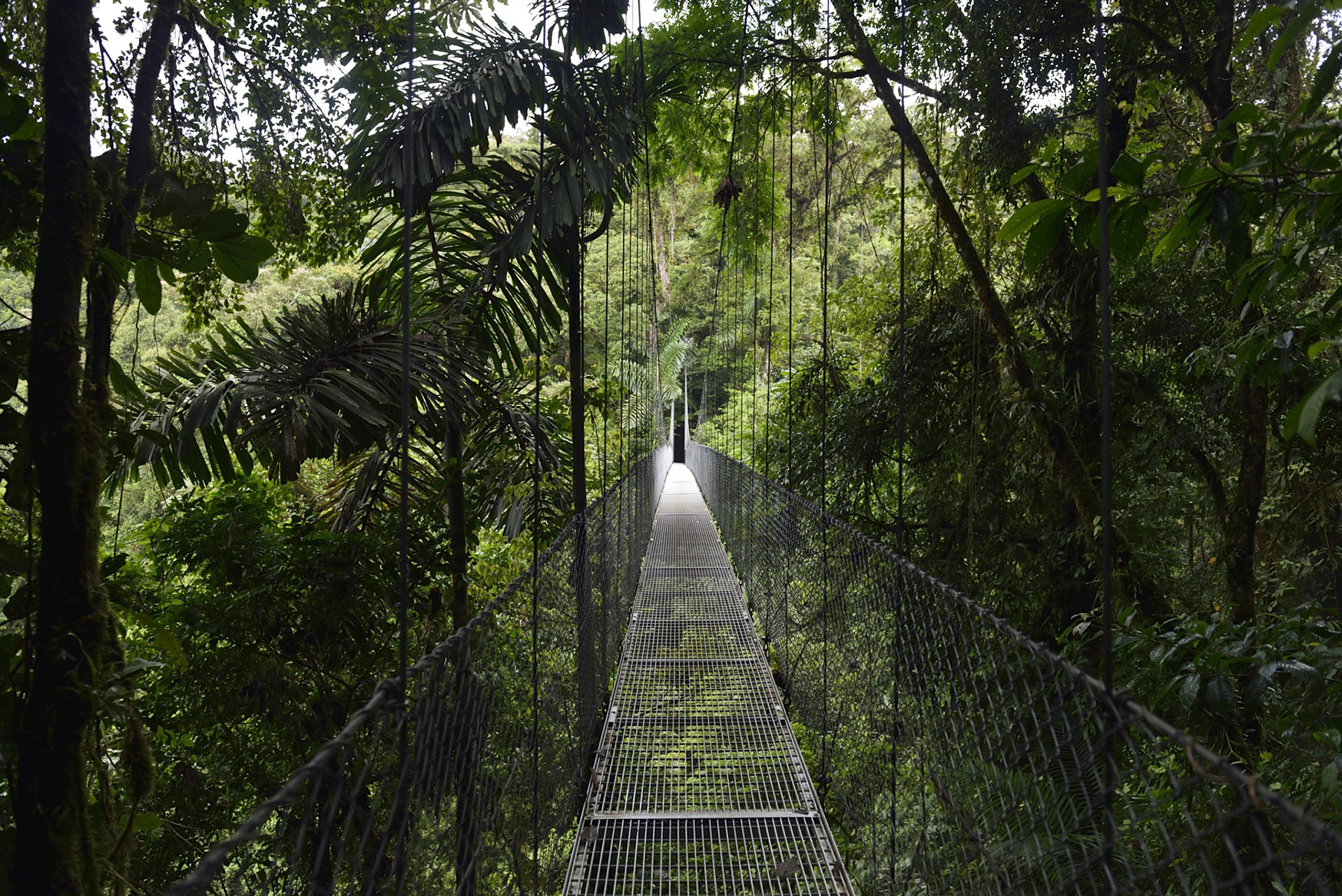 puente colgantes