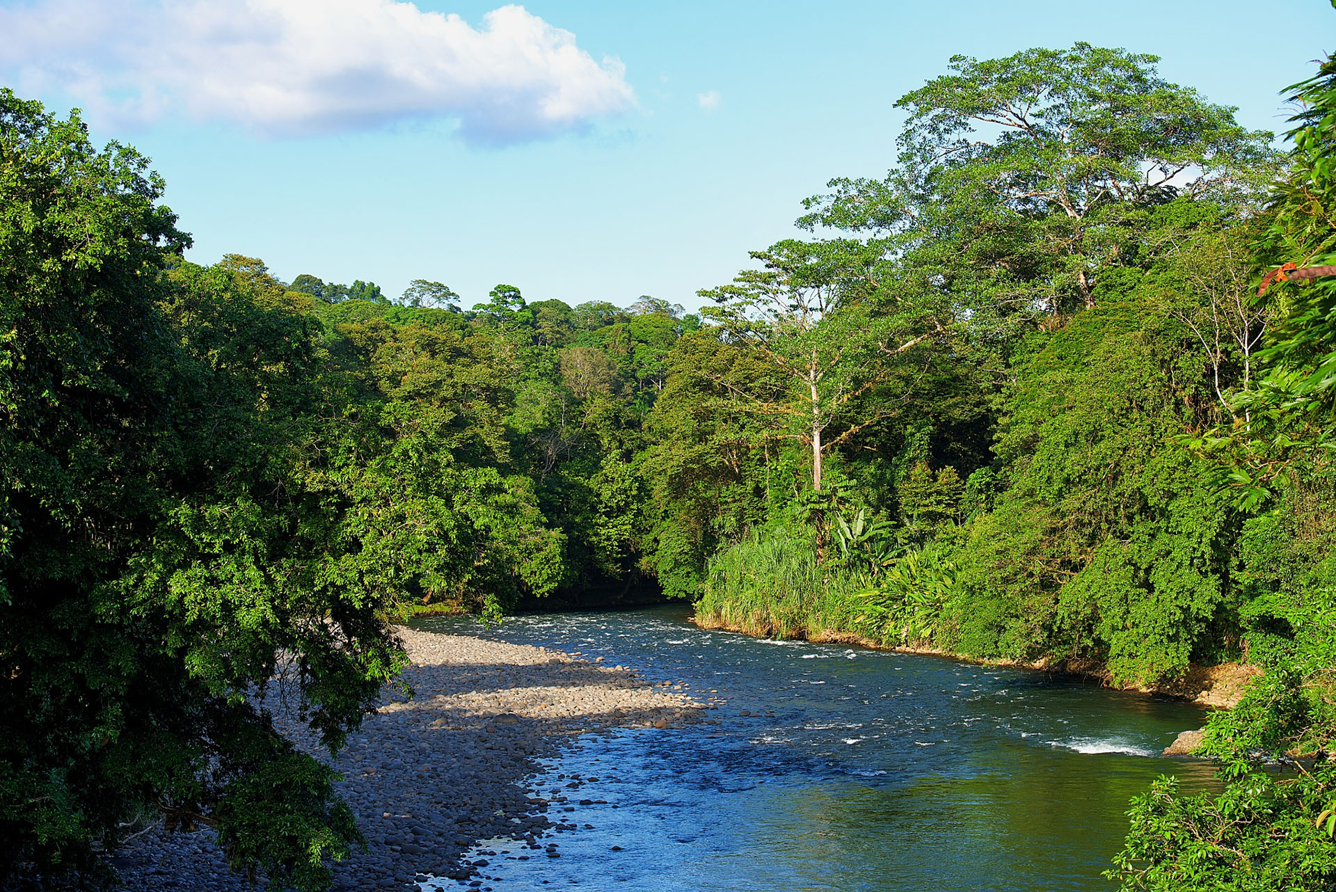 sarapiqui selva verde