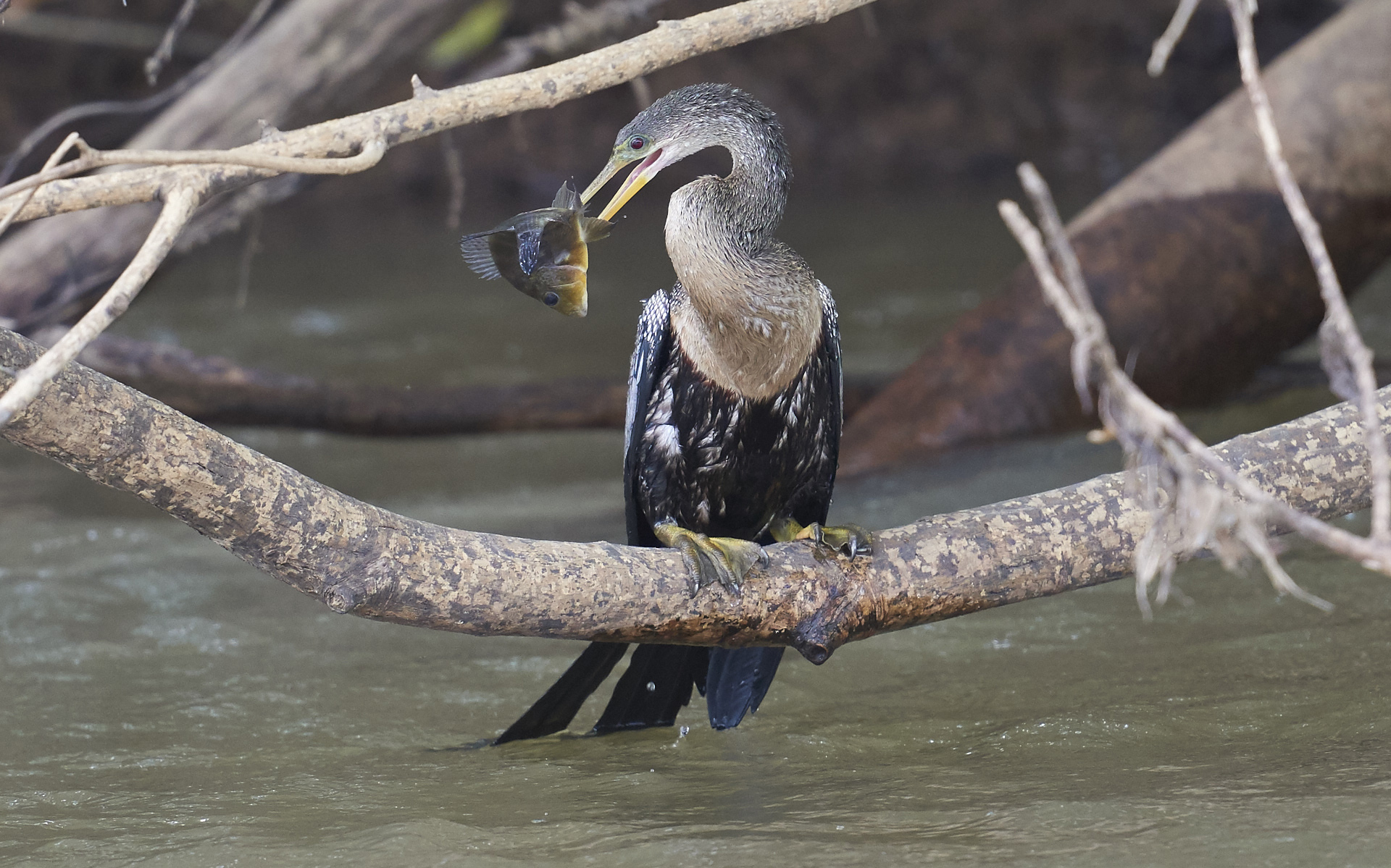sul rio frio