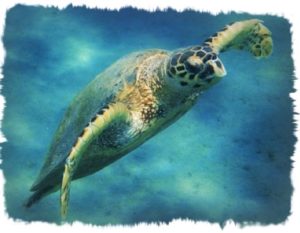 tartarugaembricata
