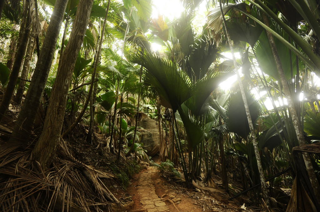 valle de mai
