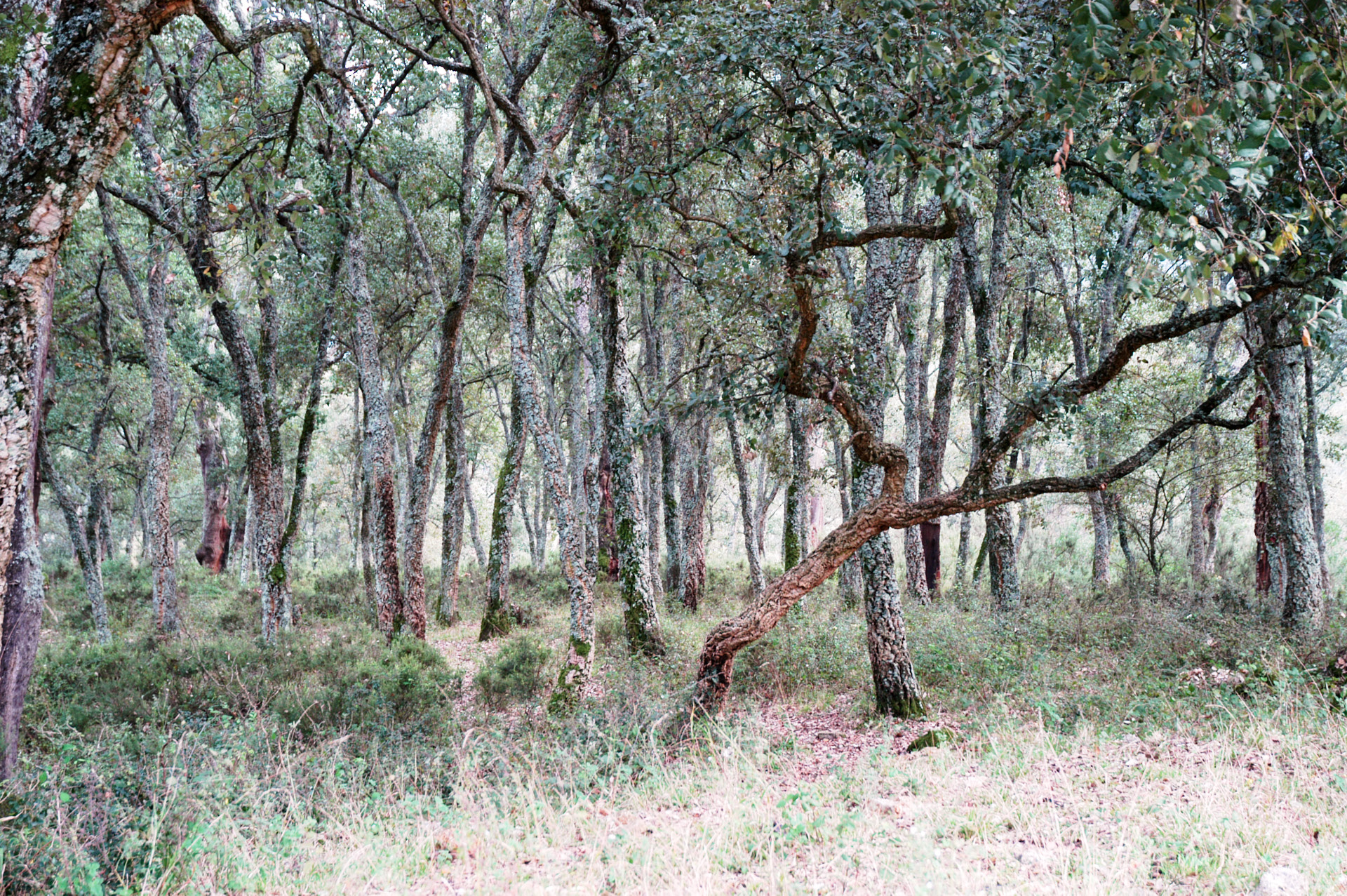 sughereta