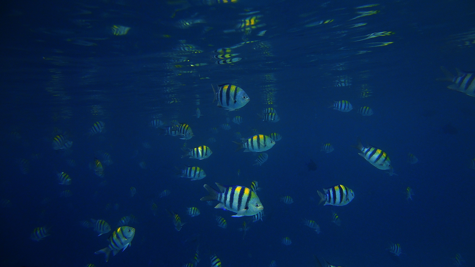 acquario