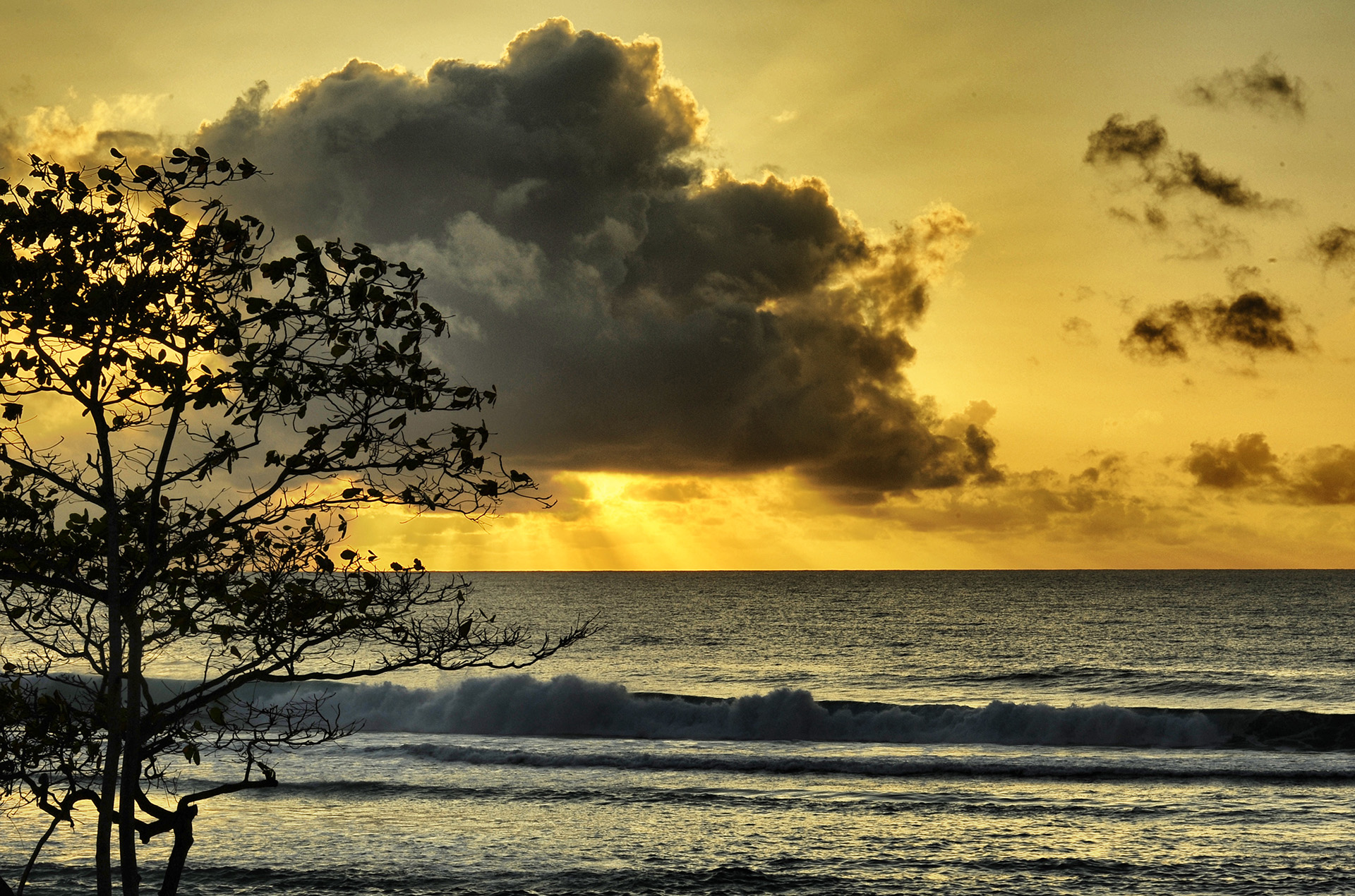 tramonto allamanda