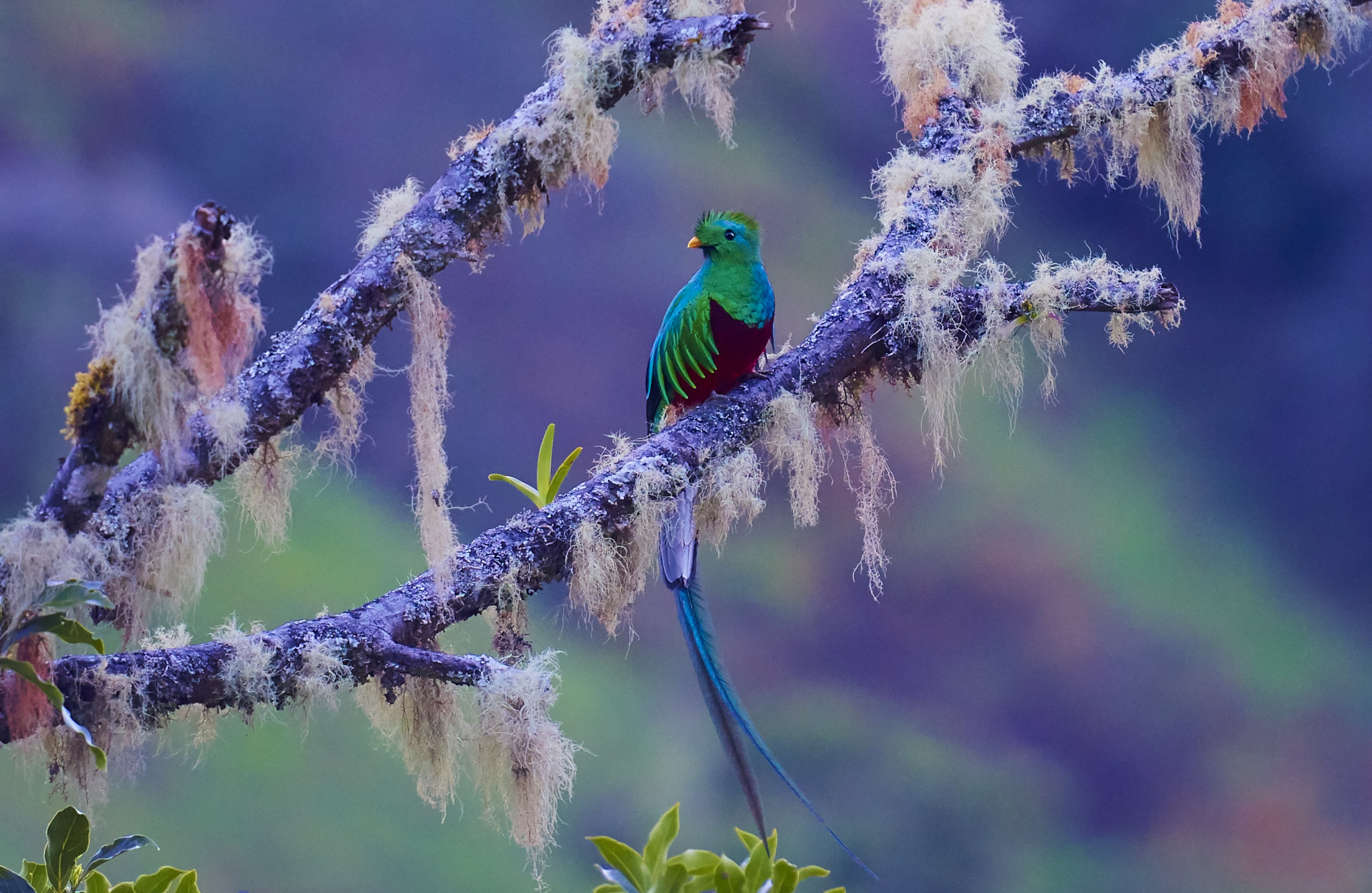 Quetzal
