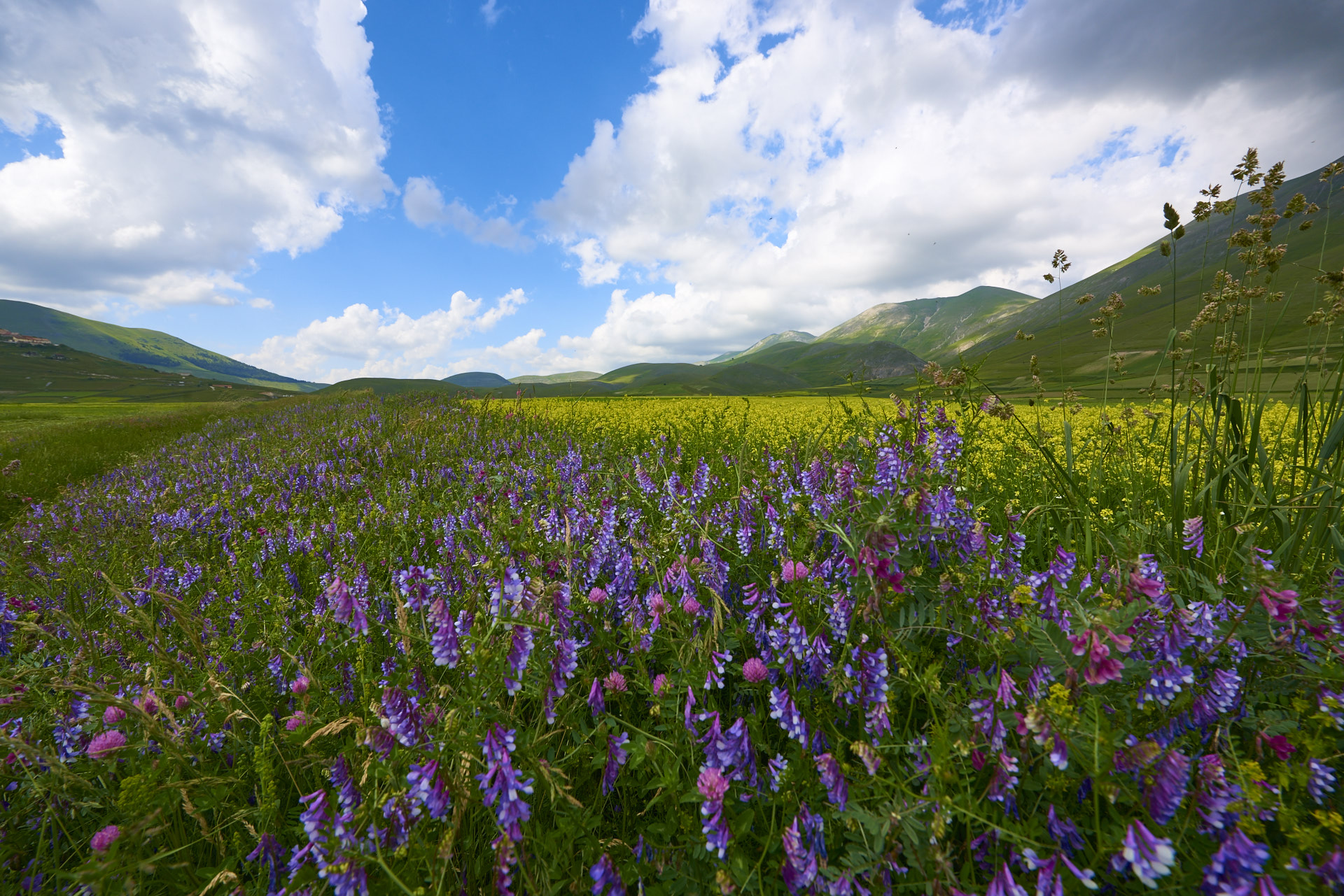 I fiori di Castelluccio