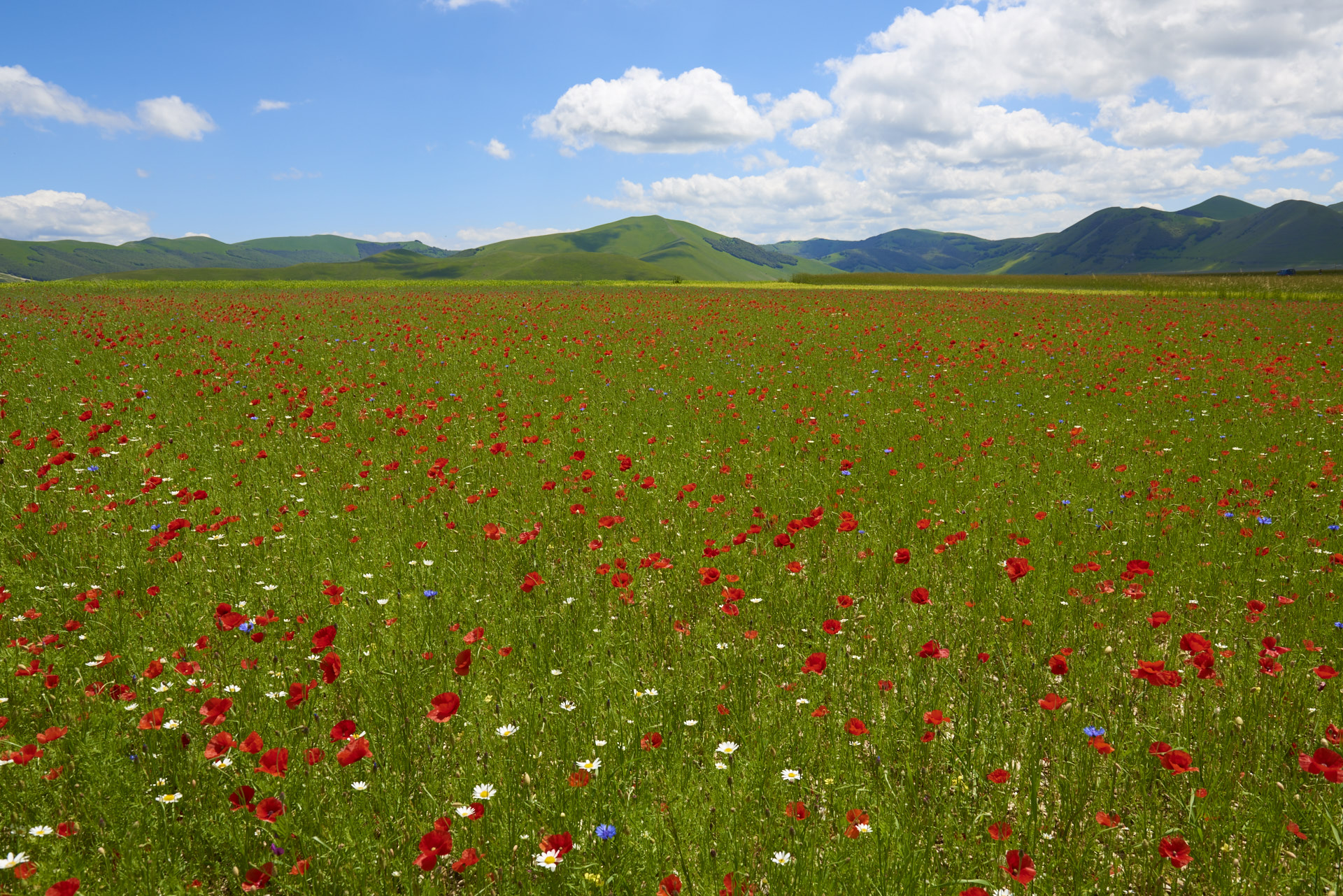 I fiori di Castelluccio