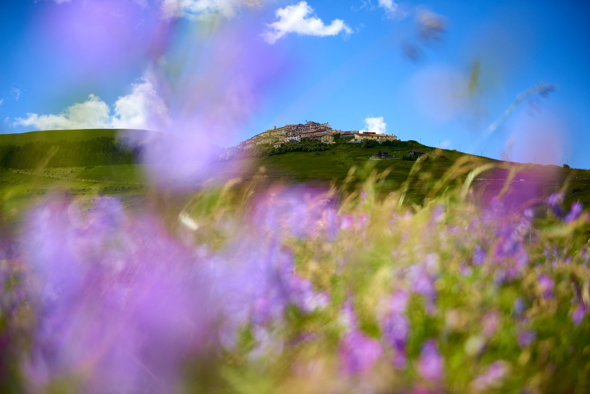 I fiori di Castelluccio