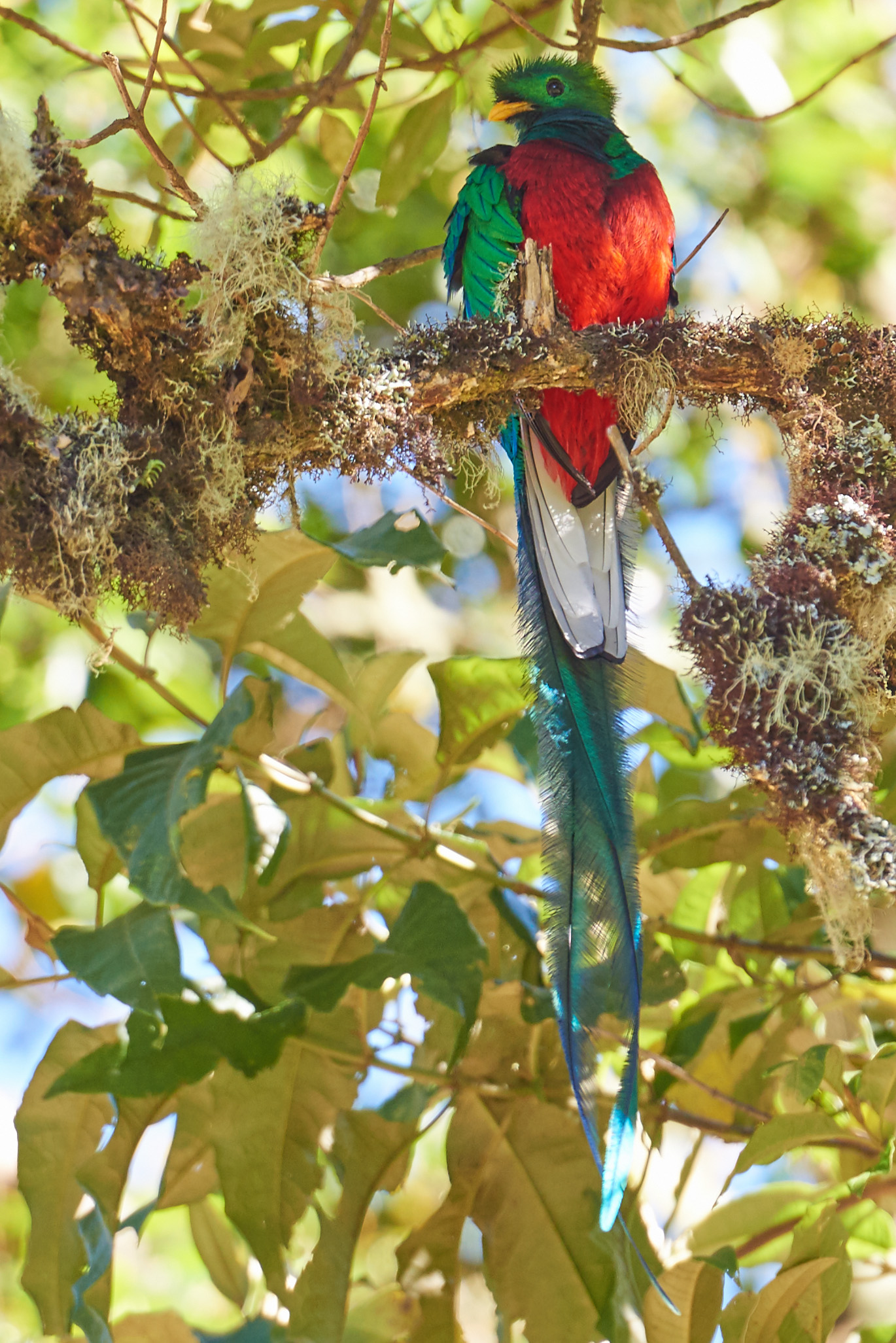 quetzal