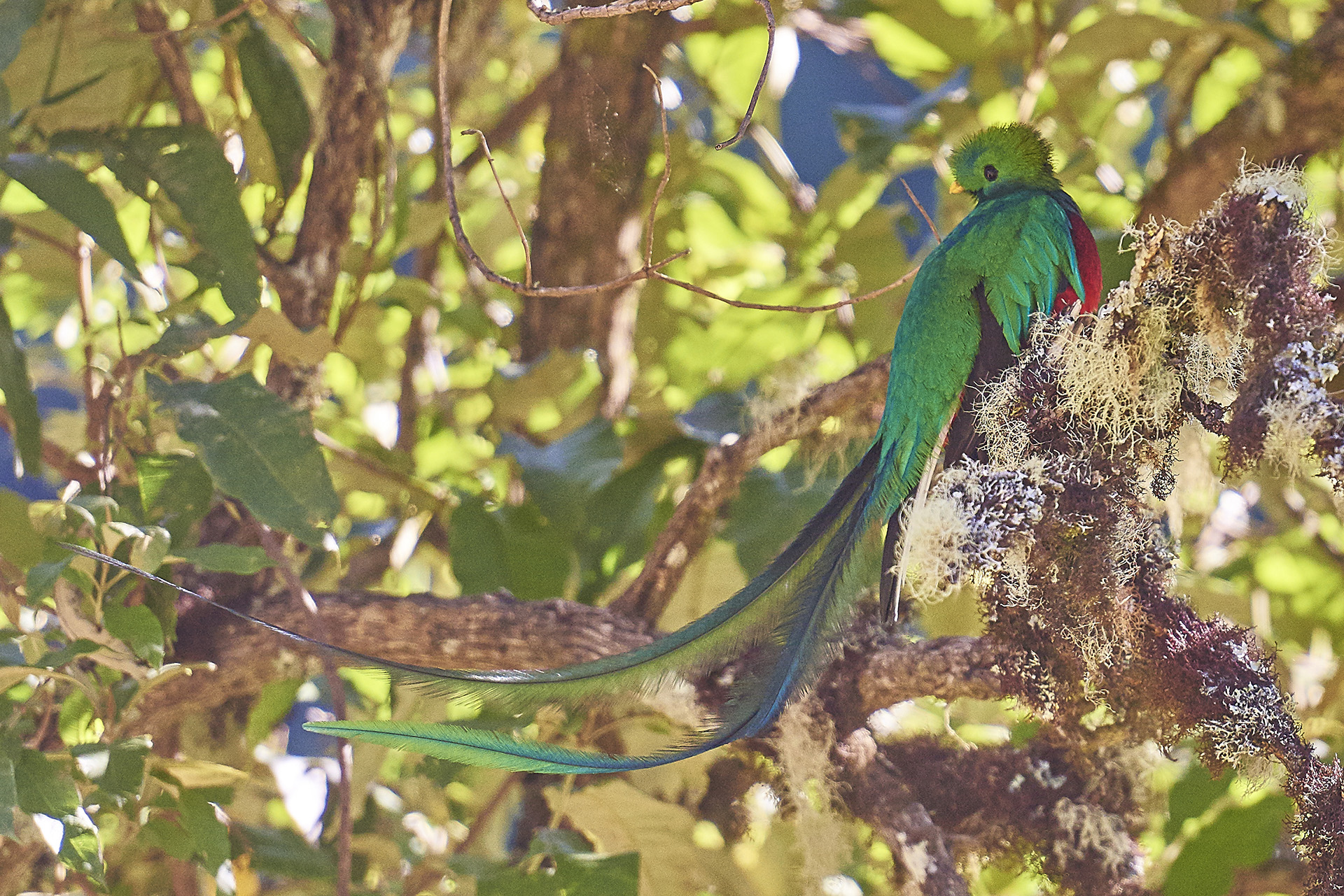 quetzal