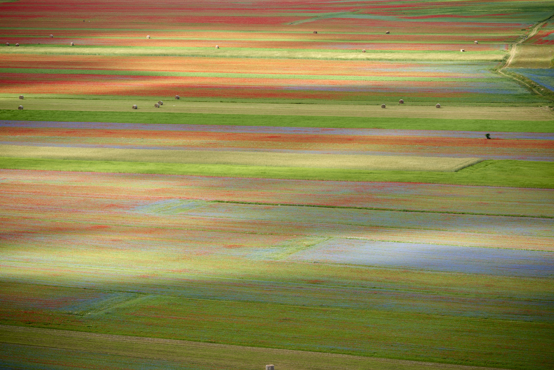 Castelluccio Fioritura 2016