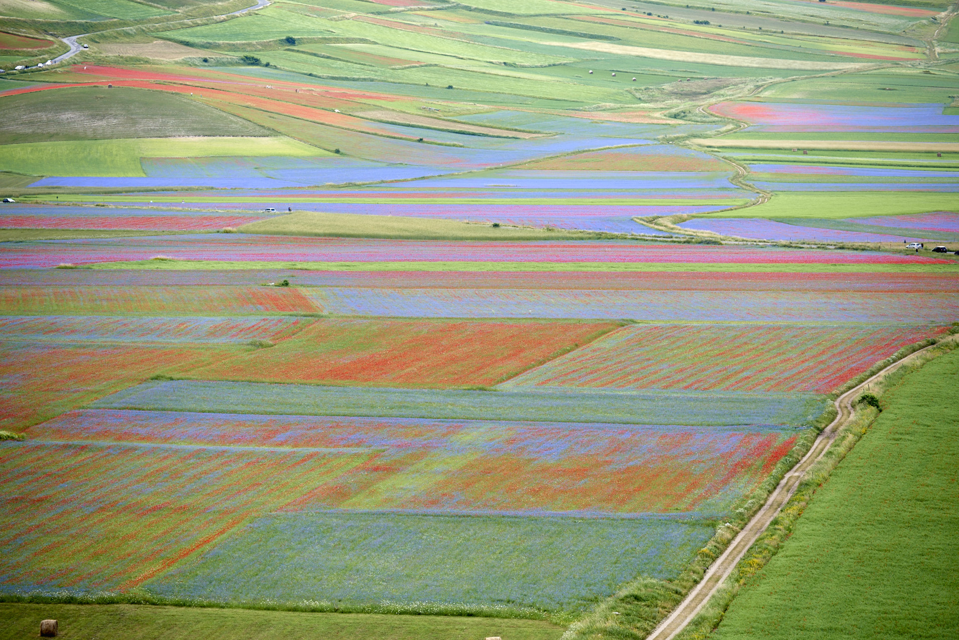Castelluccio Fioritura 2016