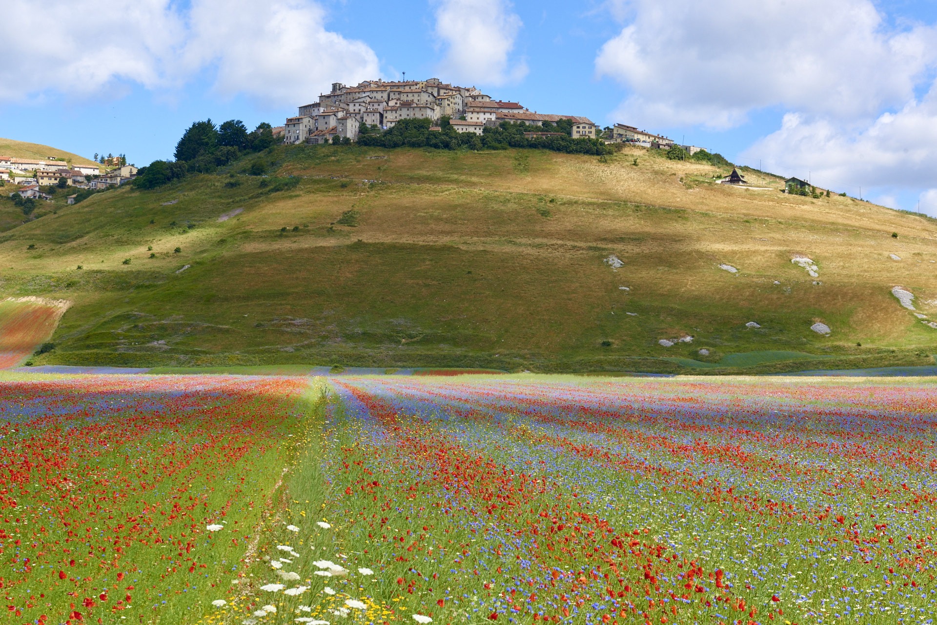 Castelluccio Fioritura 2016