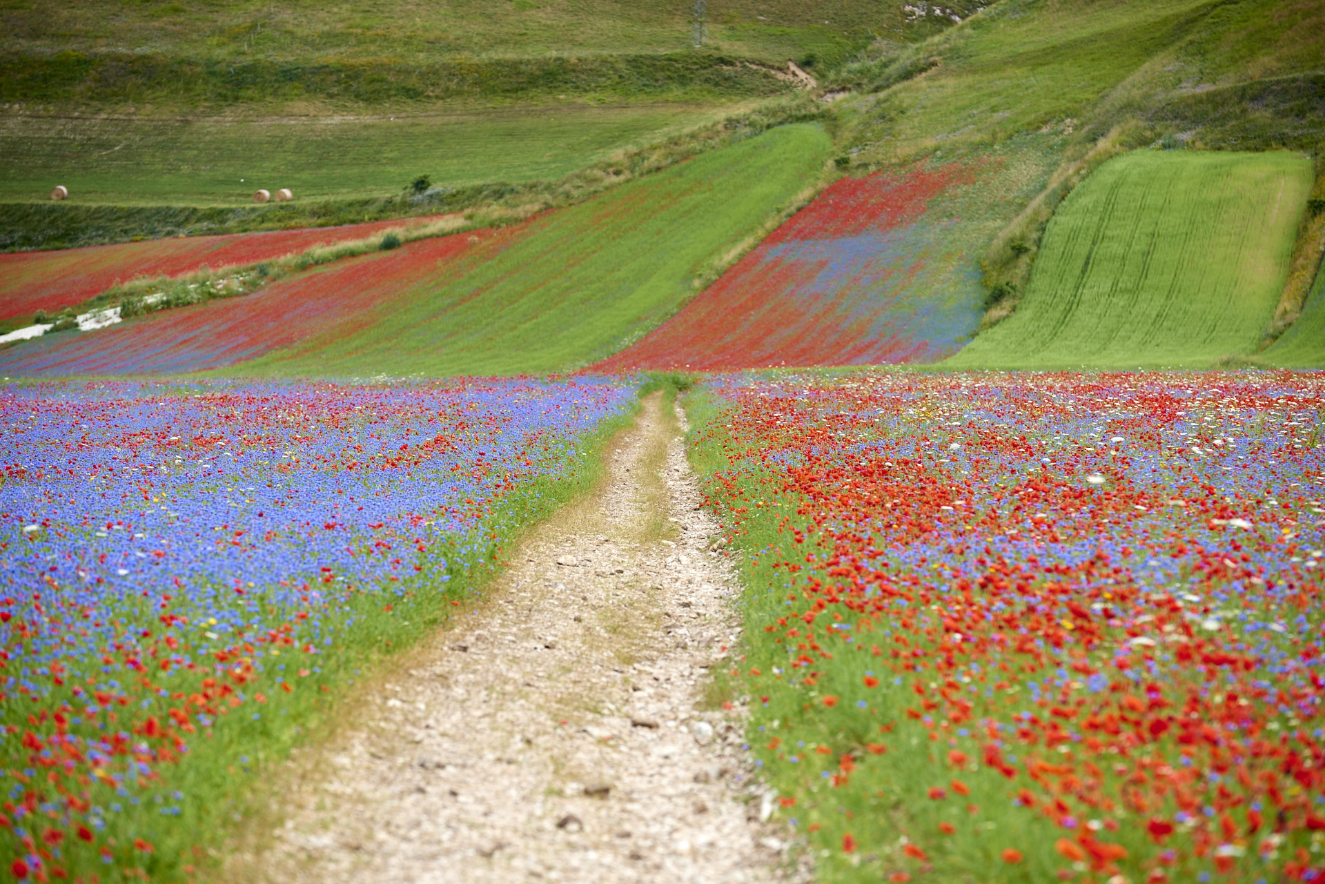 Castelluccio Fioritura 2016