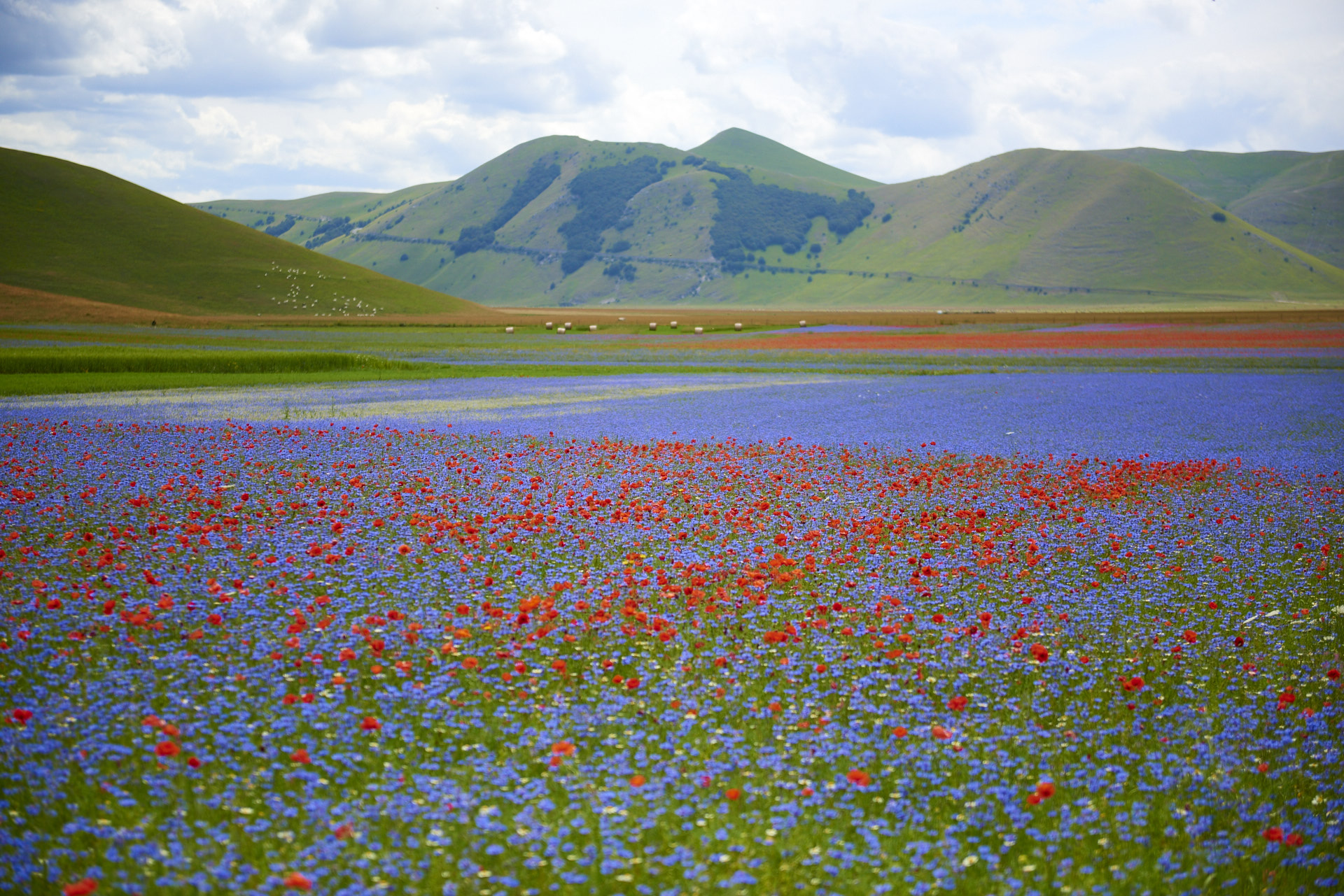 Castelluccio Fioritura 2016