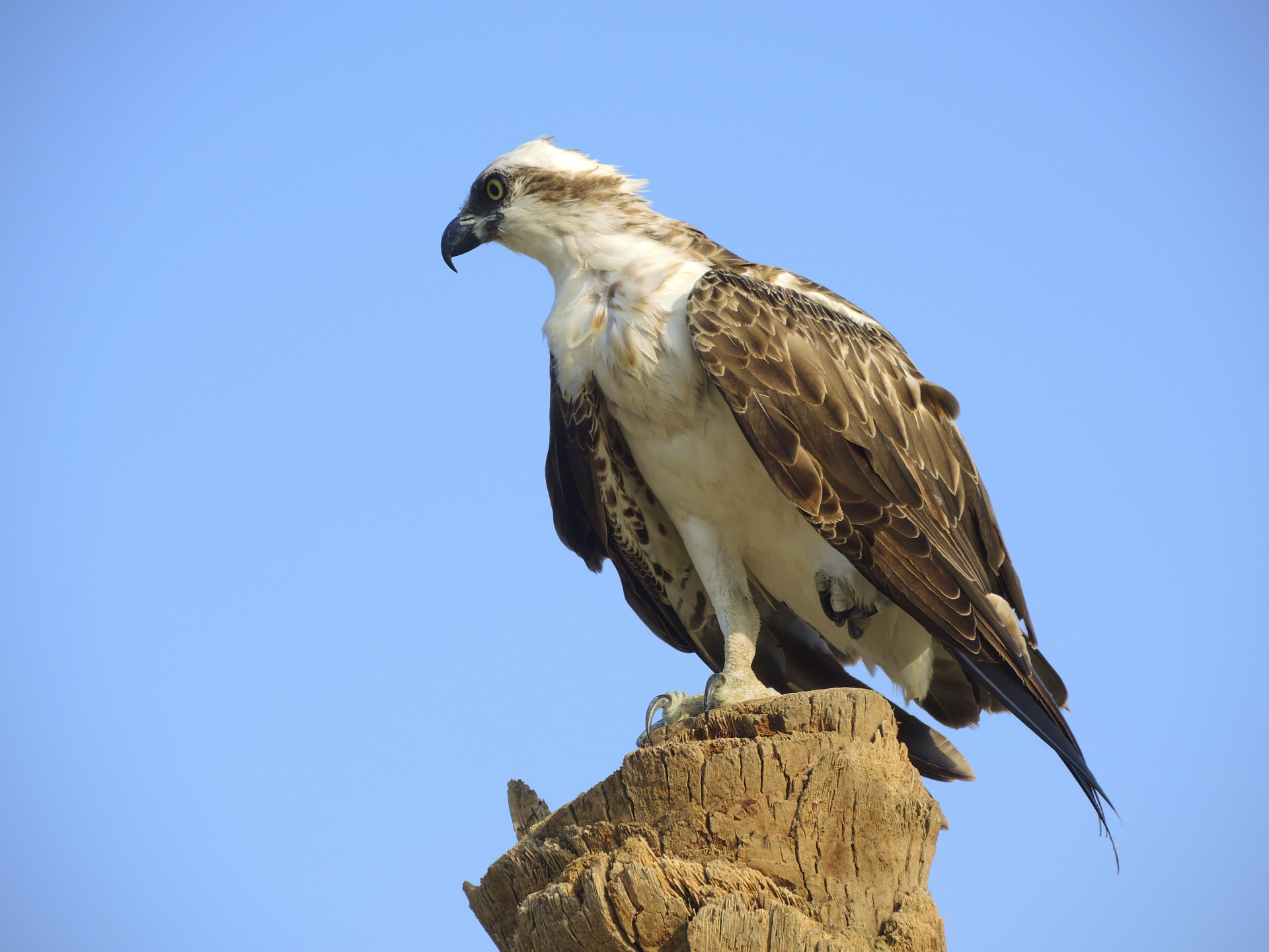 Falco Pescatore