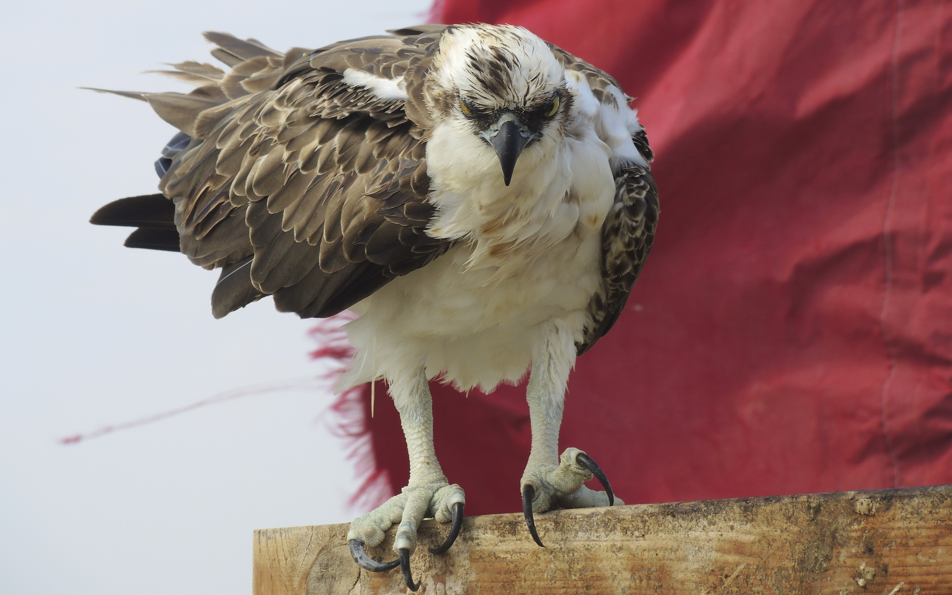 Falco Pescatore